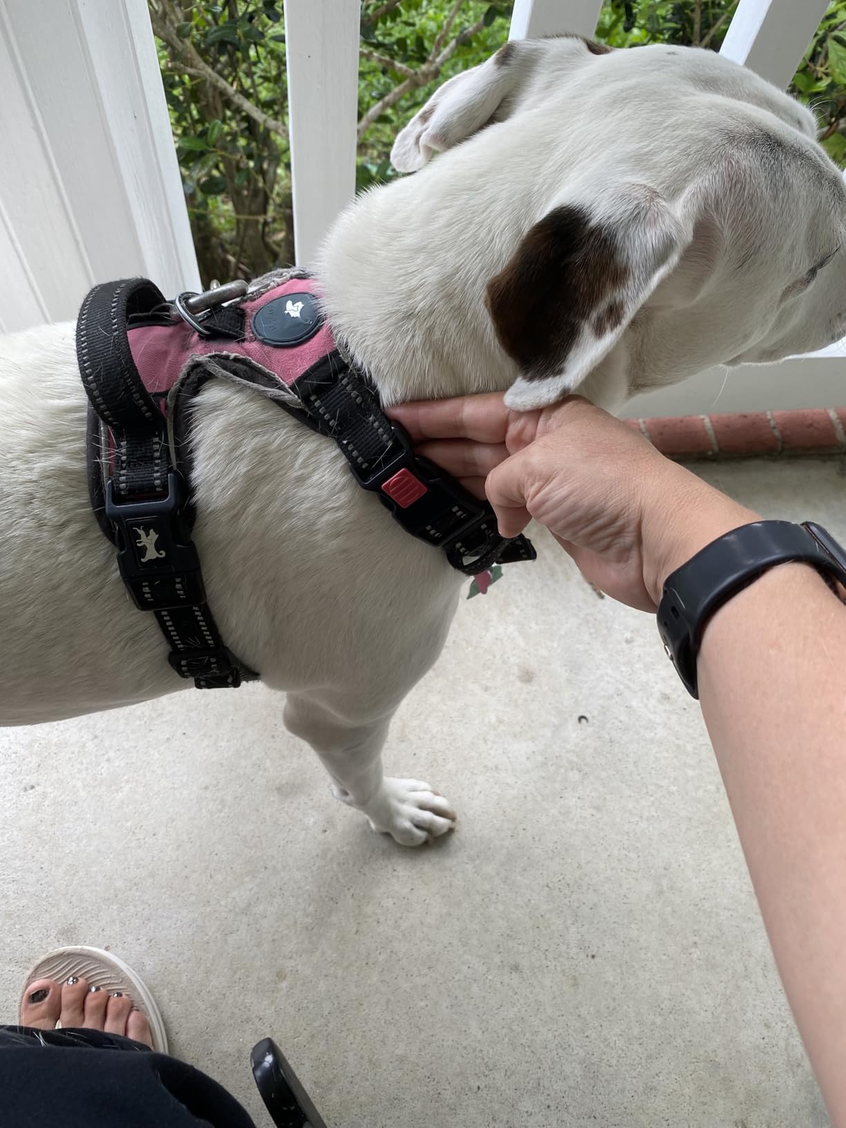 PoyPet Dog Harness and Leash Combo, Escape Proof No Pull Vest Harness, with 5 Feet Leash, Reflective Adjustable Soft Padded Pet Harness with Handle for Small to Large Dogs(Black,M) customer photo 2