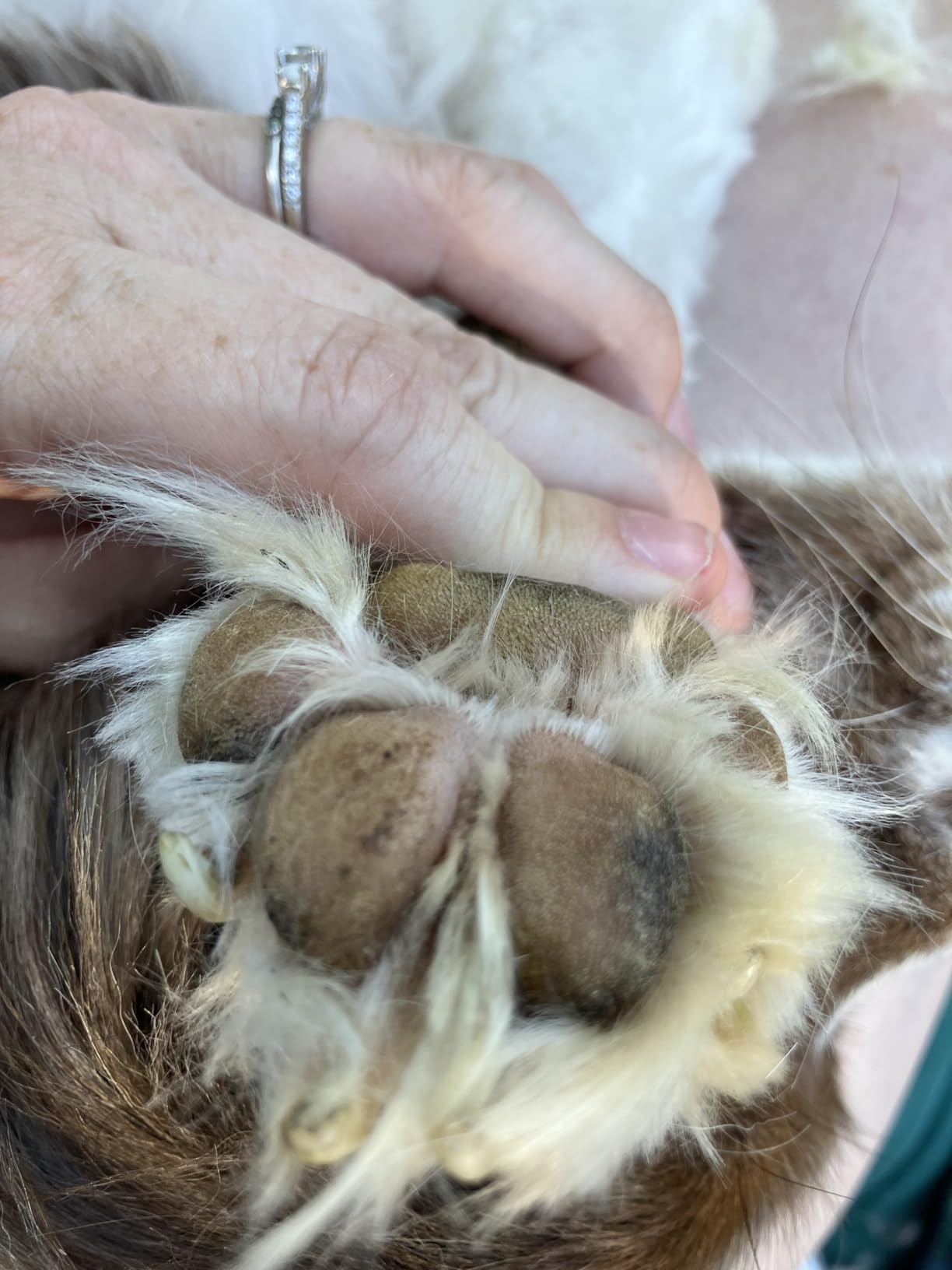 oneisall Dog Clippers and Paw Trimmer Kit 2 in 1 Low Noise Cordless Dog Clippers for Grooming Pet Hair Trimmers for Small and Large Dogs Cats Animals customer photo 2