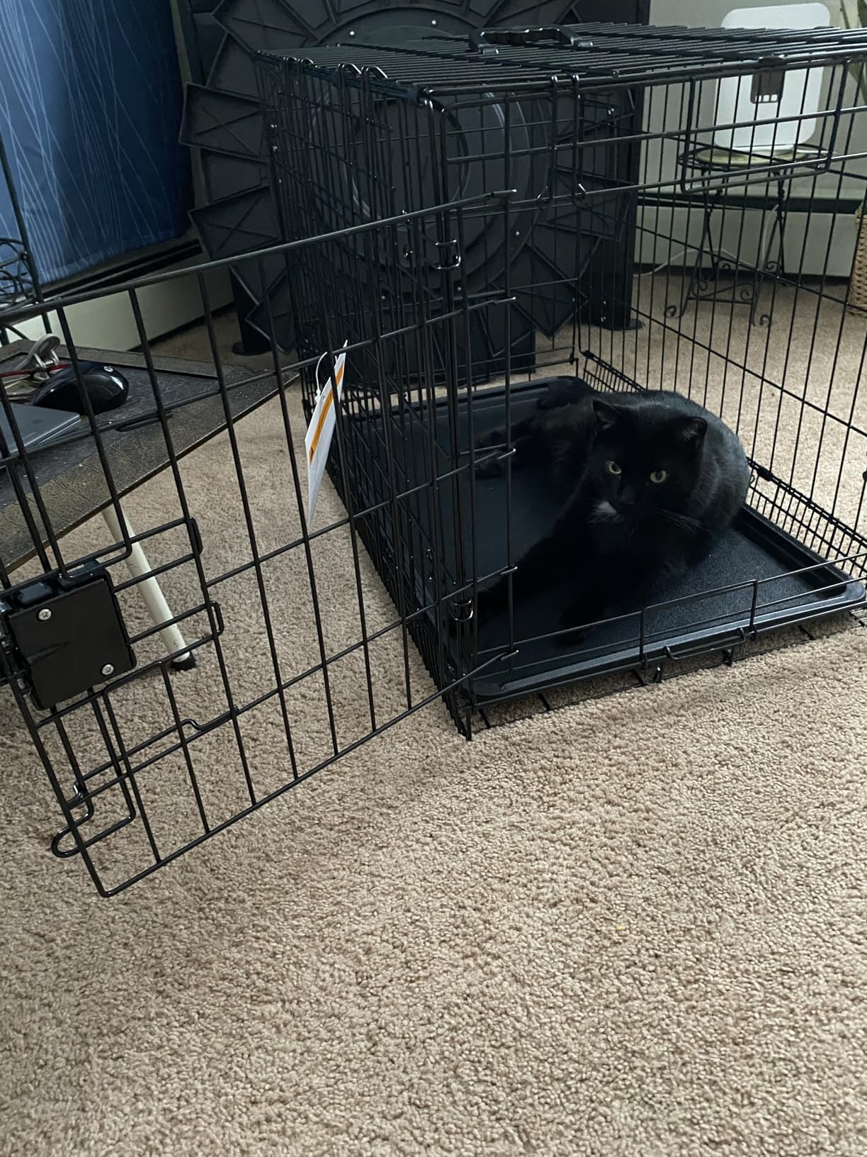 Amazon Basics Portable Metal Wire Dog Crate with Removable Tray, Single Door with Divider Panel, Foldable, Collapsible, Easy to Assemble & Clean, 36