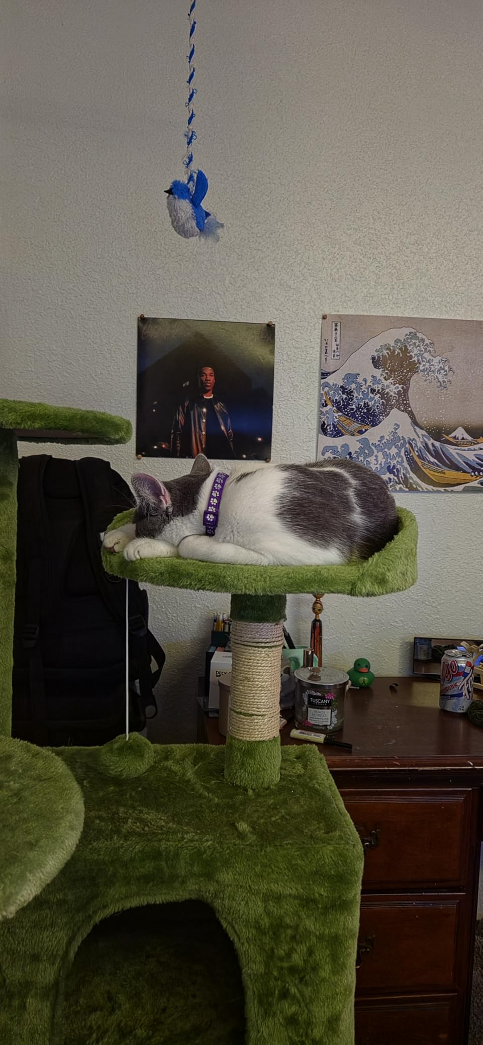 BestPet 54
