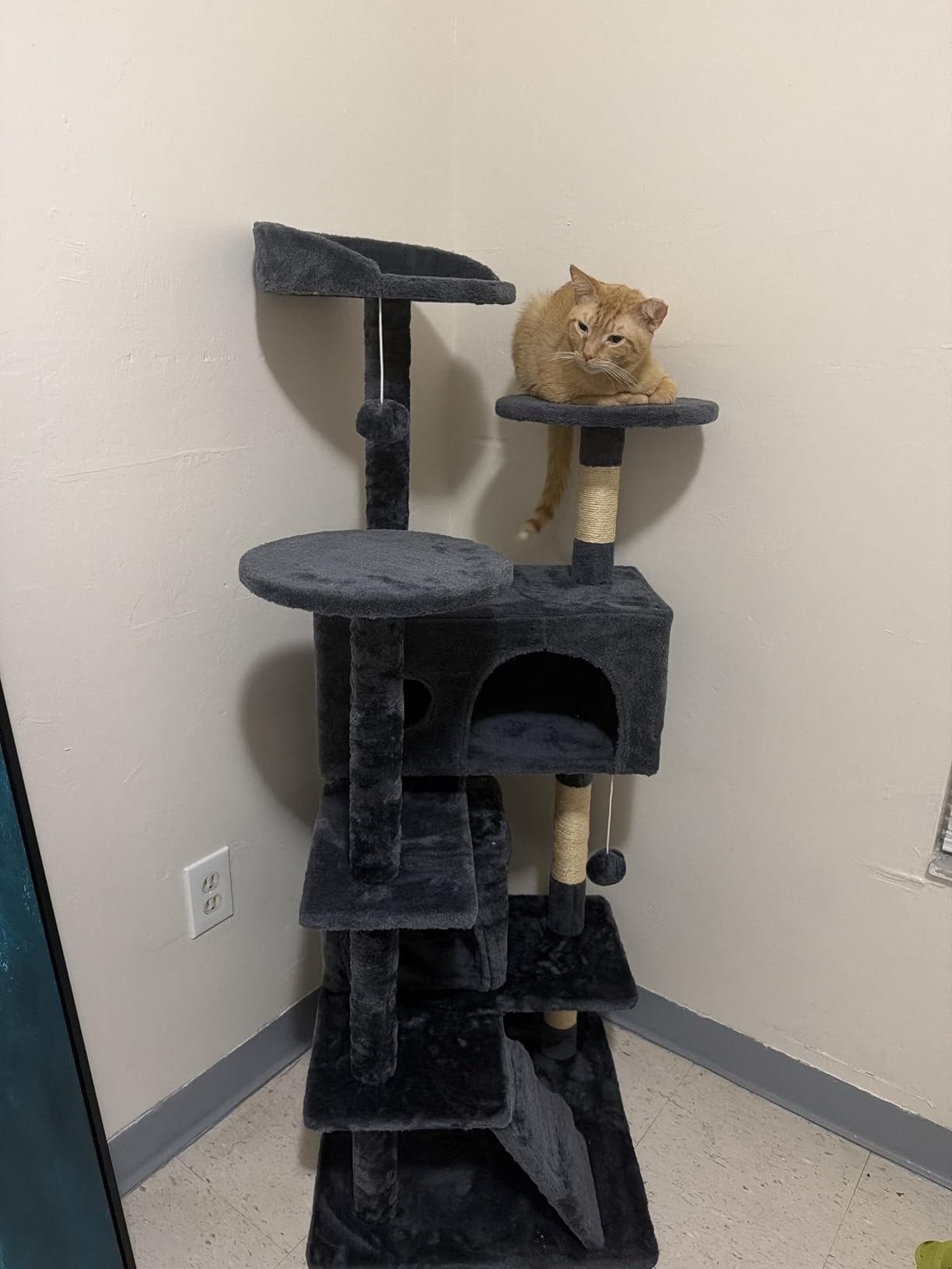 BestPet 54