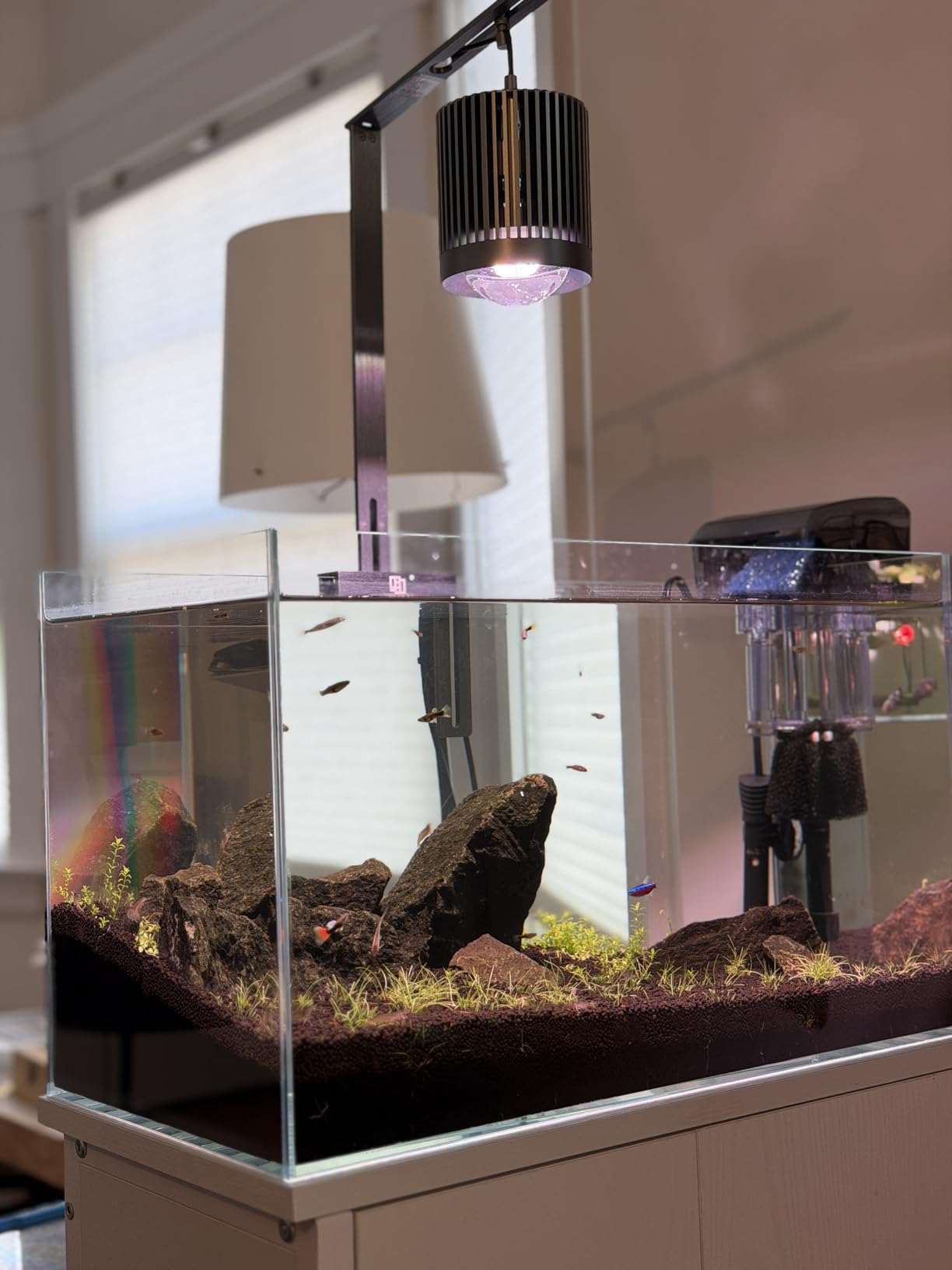 LAQUAL 6.5 Gallon Ultra Clear Glass Fish Tank, Rimless Low Iron Aquarium for Betta/Nano/Goldfish/Snail/Shrimp, Fish Tank & Cover Set & Feeding Ring & Cleaning Tools customer photo 1