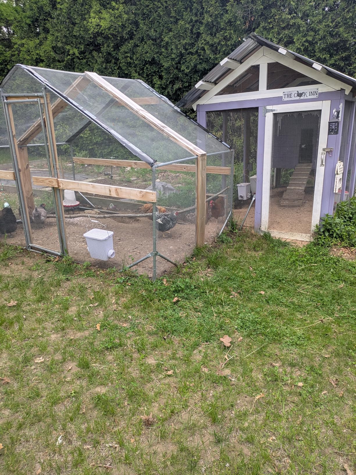 CHIKENCOOP 9.8 x 6.5 x 6.5 ft Metal Chicken Coop, Chicken Run with Cover | Walk-in outdoor enclosure with waterproof UV-resistant cover, reinforced frame, and 47 x 40 in eucalyptus perch customer photo 1