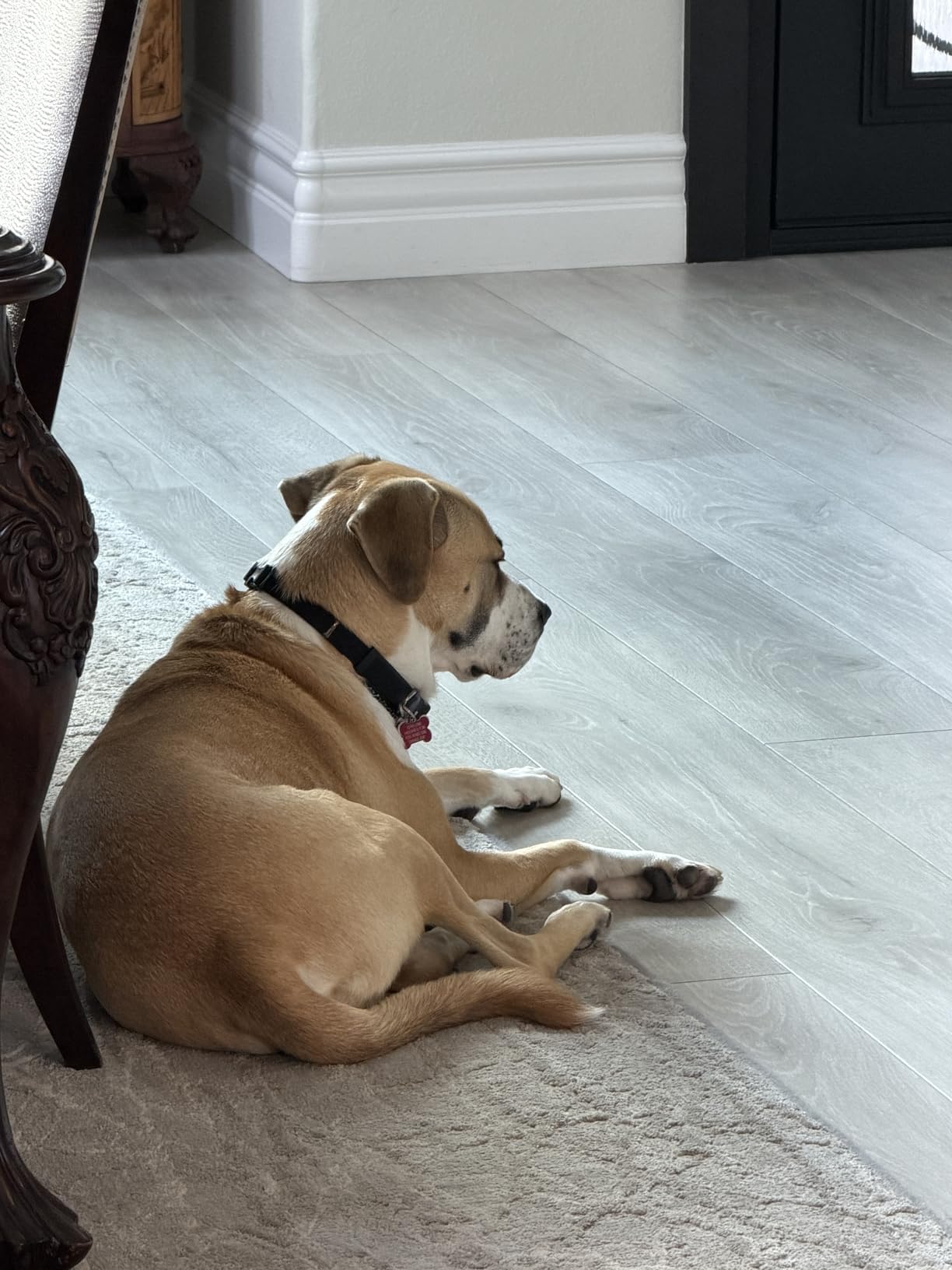 Furbo 360° Dog Camera [Subscription Required] Unlock w/Paid Plan: Home Security & Dog Safety Alerts, Rotating Pet Treat Toss, 2-Way Speaker (Low Risk, 3mo Min. Cancel Anytime) customer photo 1