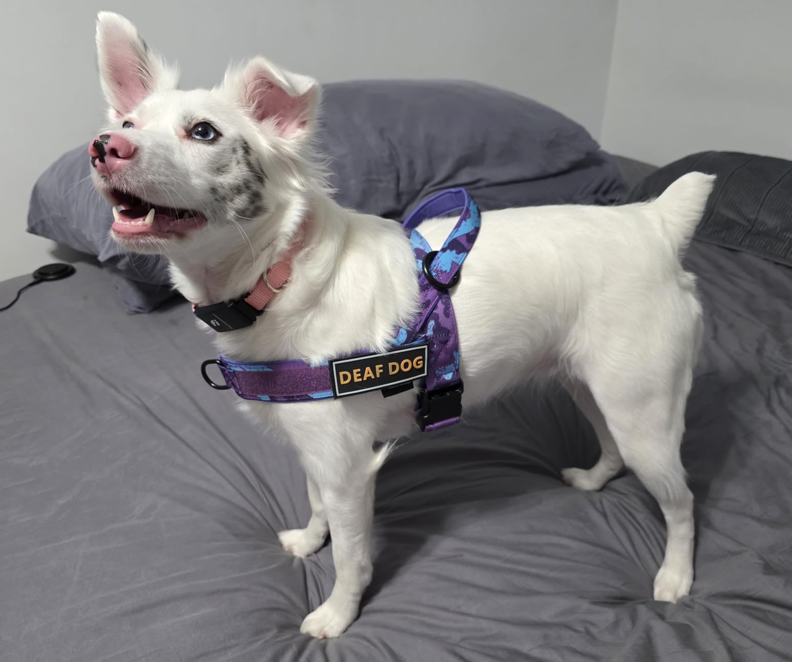 Annchwool No Pull Dog Harness with Padded Handle + 5 Ft Leash, Reflective Strip Escape Proof Quick Fit Adjustable Harness for Small Medium Large Dogs customer photo 1