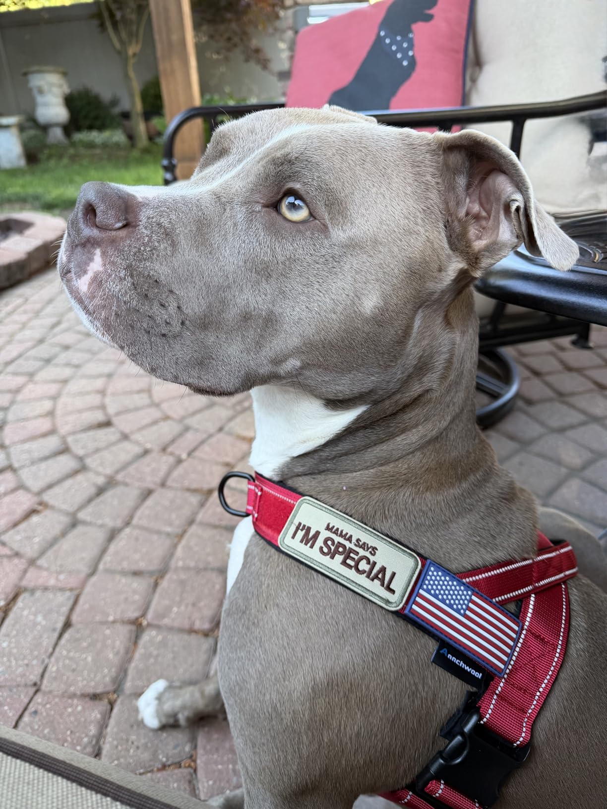 Annchwool No Pull Dog Harness with Padded Handle + 5 Ft Leash, Reflective Strip Escape Proof Quick Fit Adjustable Harness for Small Medium Large Dogs customer photo 2