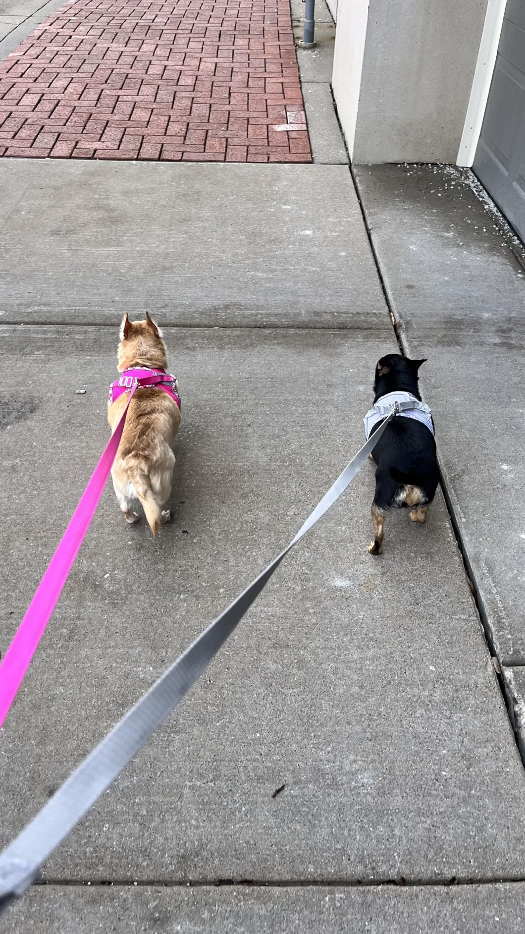 Petank Dog Harness for Small Medium Dogs No Pull, Puppy Harness and Leash Set, Step in Dog Harness for Walking, Running, Training(Black, S) customer photo 1