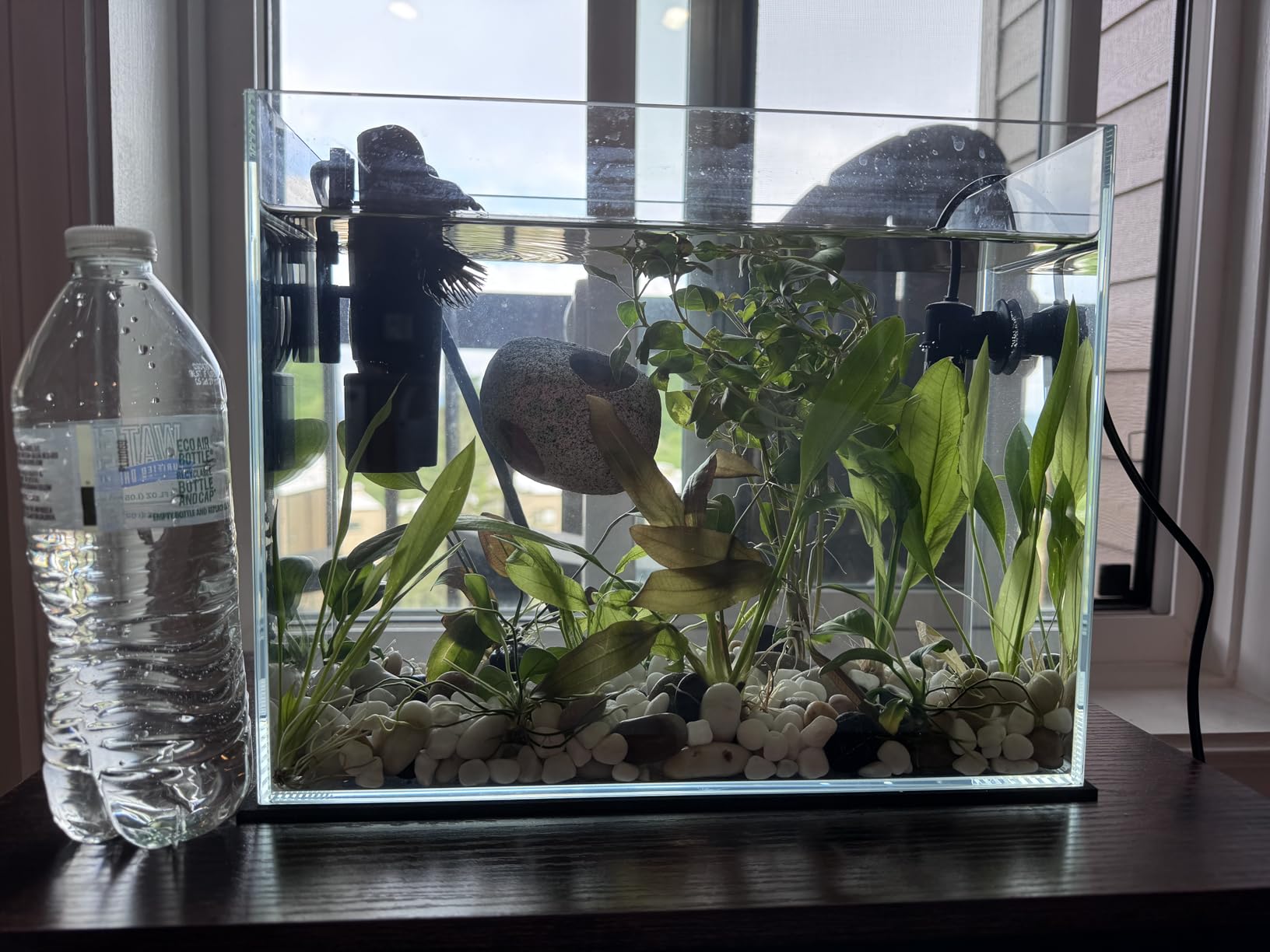 Vimvins 3 Gallon Glass Fish Tank, Easy to Maintain Small Aquarium for Betta/Goldfish/Snails/Shrimp and Aquatic Planting. customer photo 1