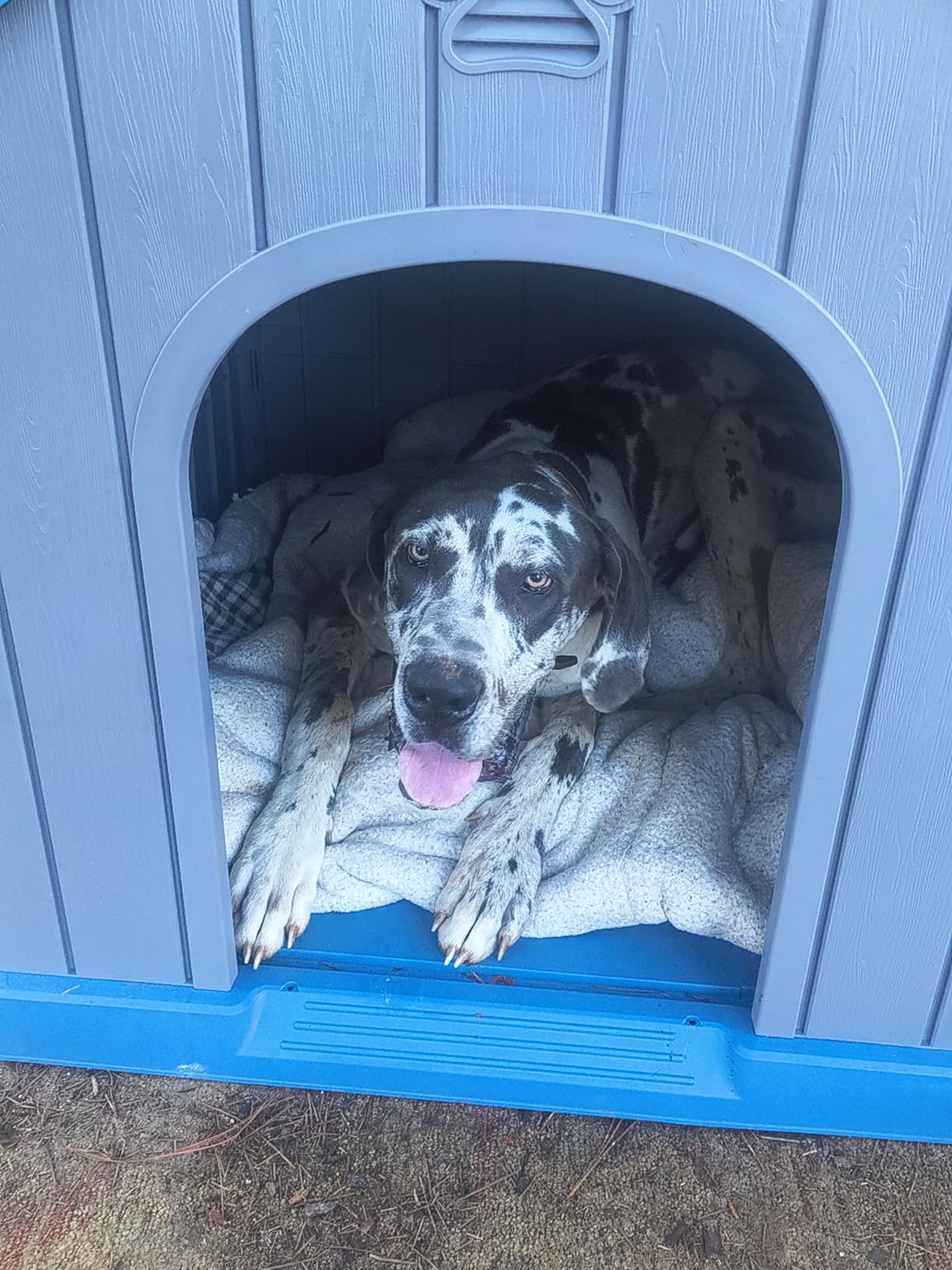 DRATO Large Dog House Indoor Outdoor Waterproof, Puppy Shelter with Air Vents and Elevated Floor, Sturdy Dog Kennel for Small to Large Sized Dogs, Easy to Assemble (Blue, 38.62x36.26x38.07 Inches) customer photo 2
