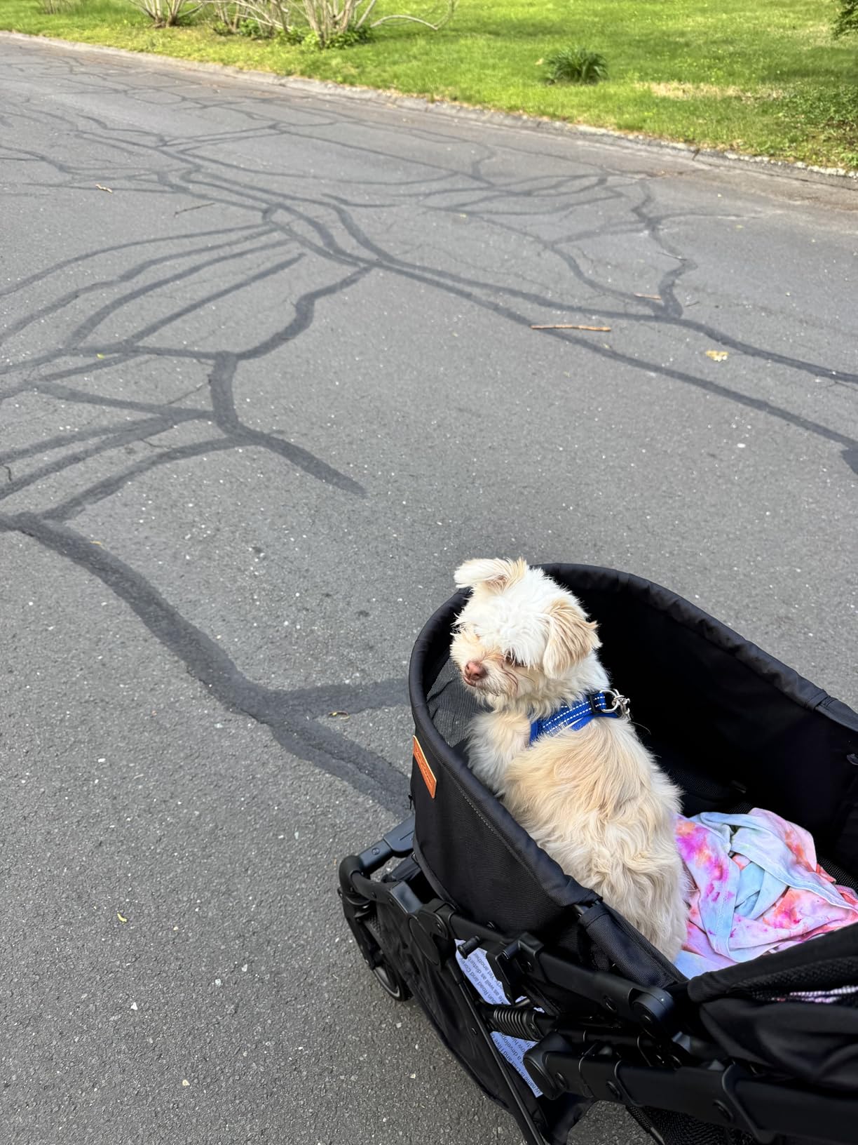 Bicystar Pet Stroller for Small Medium Dogs Cats Up to 45 lbs, Travel Lite Collapsible, All Terrain 4 Wheels for Jogging, Running, Grey customer photo 1