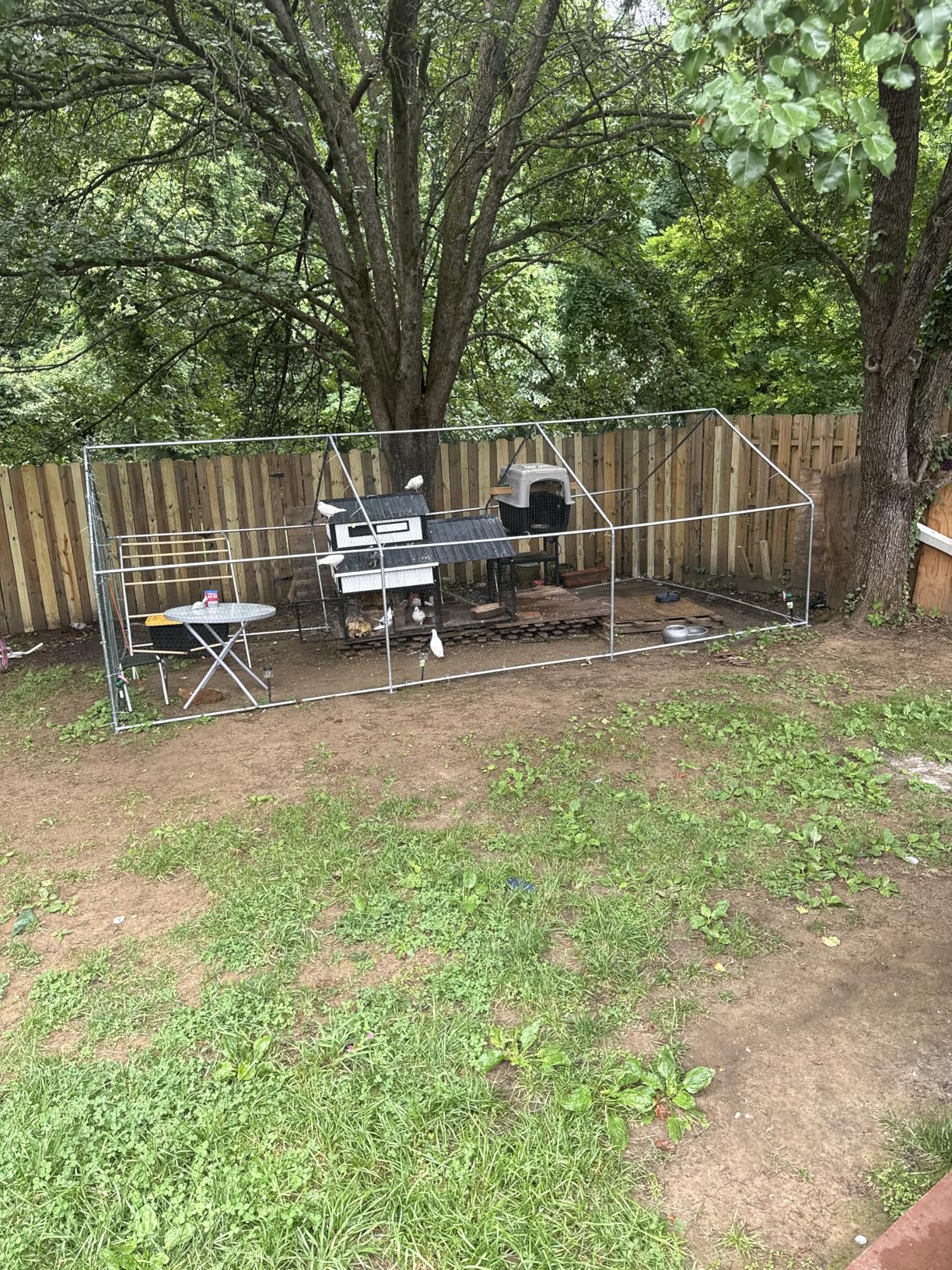 Large Metal Chicken Coop with Run for Yard with Waterproof &Anti-UV Cover,19.7 x 10 x 6.4ft Outdoor Walk-in Poultry Cage Chicken Run Pen with Roosting Perch, Hen Duck Rabbit House customer photo 2