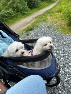 Pet Gear No-Zip Jogger Pet Stroller for Cats/Dogs, Zipperless Entry, Airless Tires, Easy One-Hand Fold, Cup Holder + Storage Basket, Sapphire customer photo 1