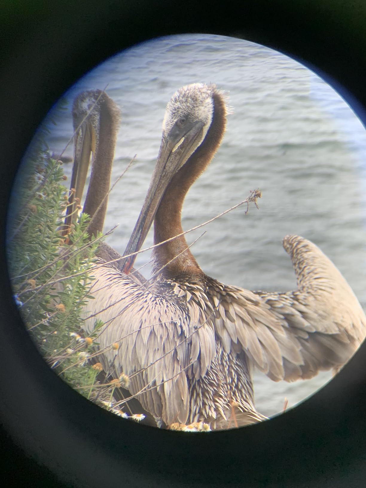Nocs Provisions Standard Issue 8x25 Waterproof Binoculars, 8X Magnification, Bak4 Prism, Wide View Multi-Coated Lenses for Bird Watching, Hiking & Backpacking - Golden Hour Pink LTD customer photo 2