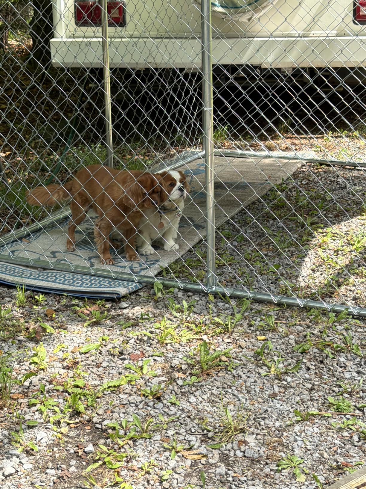 YITAHOME 10'x10' Outdoor Dog Enclosure with Metal Dog Gate, Dog Kennel Outside with Roof, Dog Fence Outdoor for Yard customer photo 1