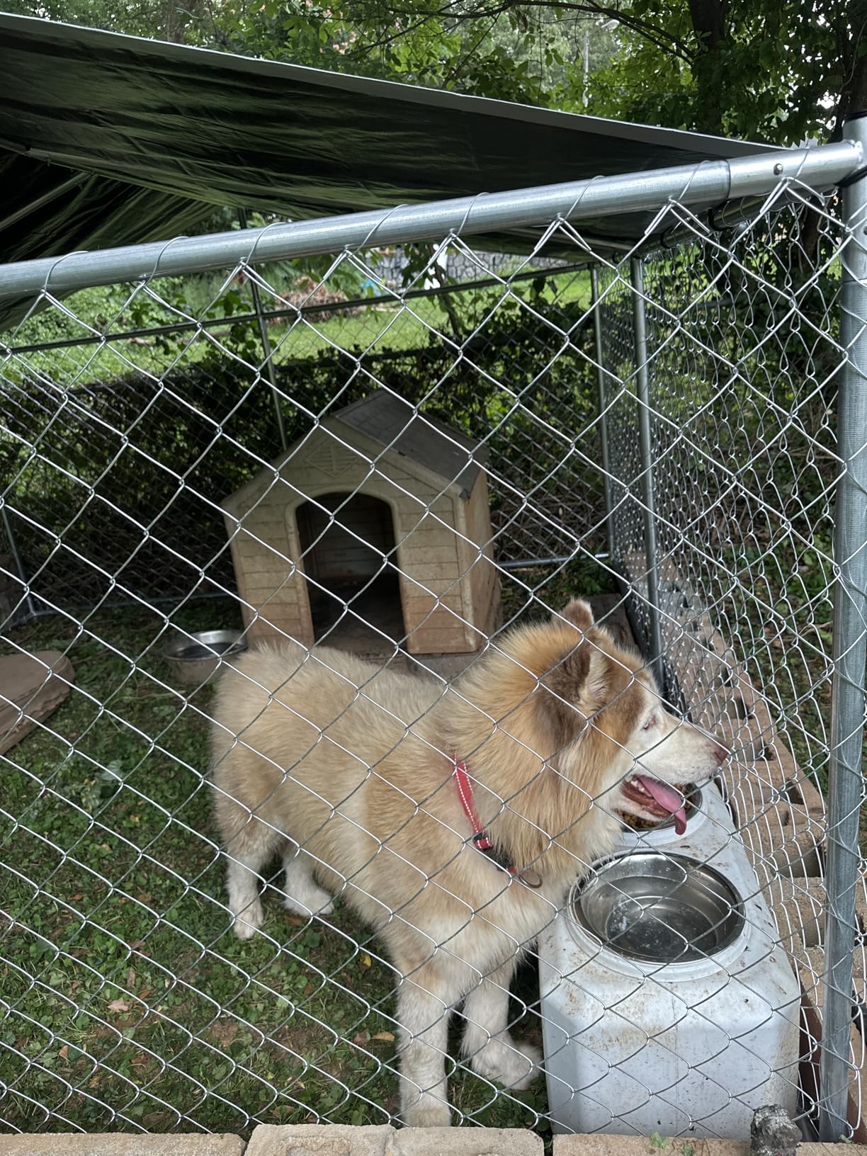 YITAHOME 10'x10' Outdoor Dog Enclosure with Metal Dog Gate, Dog Kennel Outside with Roof, Dog Fence Outdoor for Yard customer photo 2