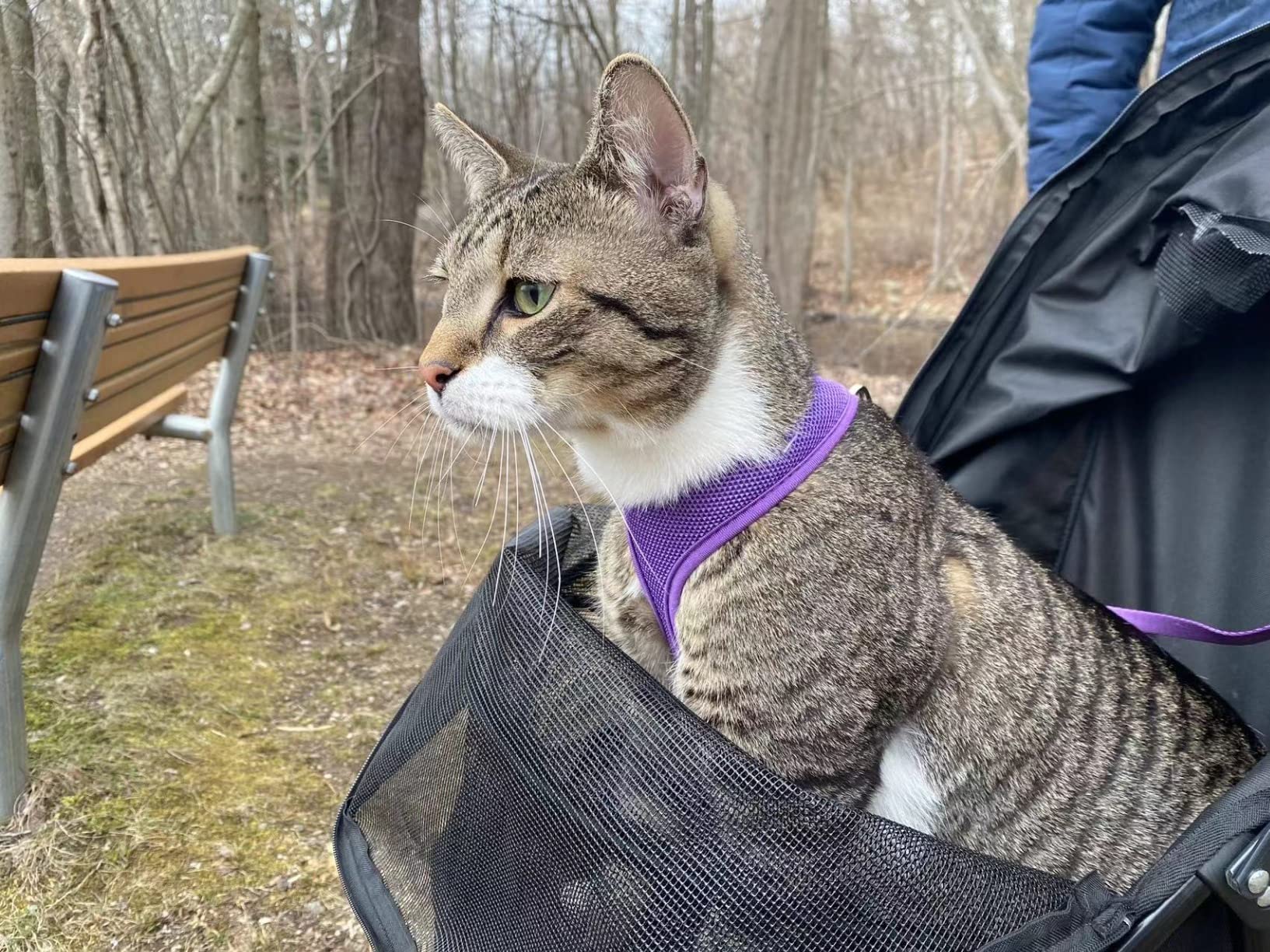 Pet Gear Travel Lite Plus Stroller, Compact, Easy Fold, No Assembly Required, Large Wheels for Cats and Dogs up to 15 pounds, Himalayan Salt customer photo 2