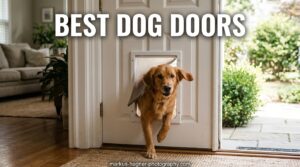 Best Dog Doors