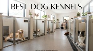 Best Dog Kennels