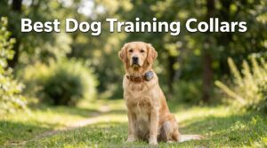 Best Dog Training Collars