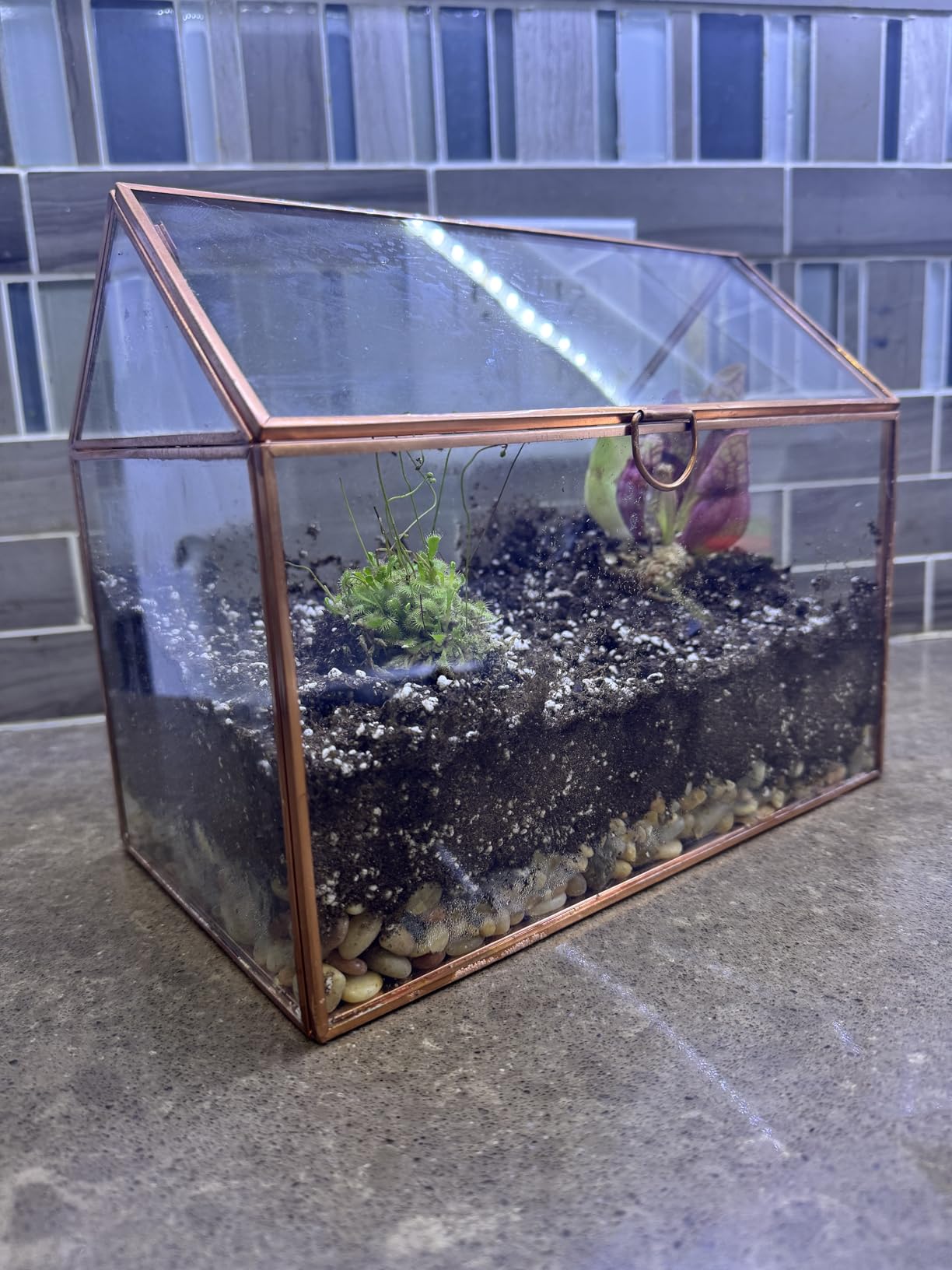 D'Eco Glass House Centerpiece (10x6x8)- Tabletop Planter Terrarium- Spring Home Decor & Wedding Letterbox - Fill with Succulents, Cacti, Air Plants, Moss, Flowers for Plant Lovers customer photo 1