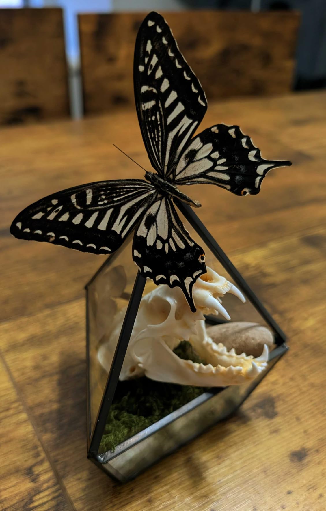 Mkono 4 Inches Mini Glass Geometric Terrarium Container Set of 3 Modern Tabletop Planter Shelves Decor Display Centerpiece for Succulent Miniature Fairy Garden Air Plant, Black customer photo 1