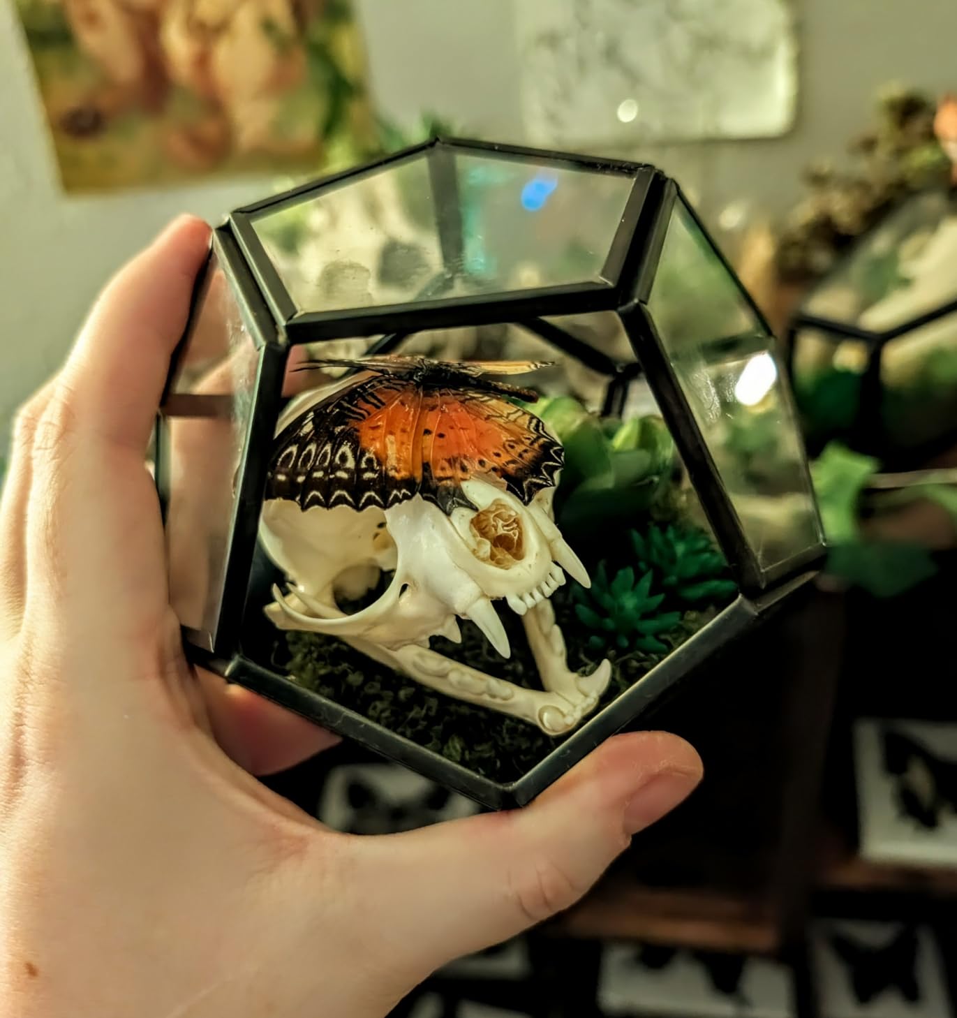 Mkono 4 Inches Mini Glass Geometric Terrarium Container Set of 3 Modern Tabletop Planter Shelves Decor Display Centerpiece for Succulent Miniature Fairy Garden Air Plant, Black customer photo 2