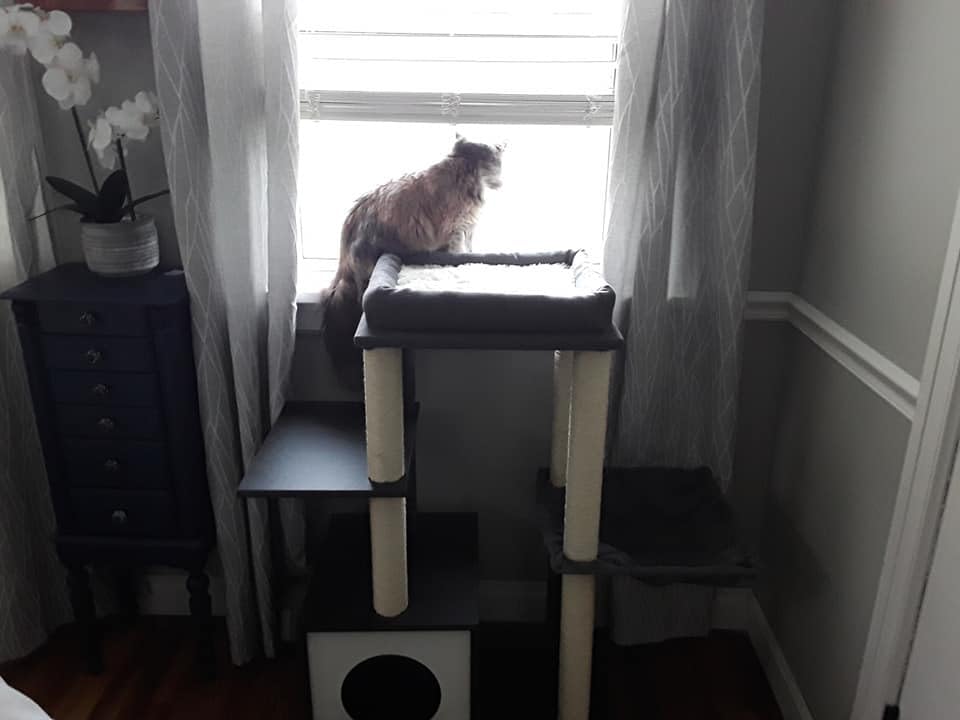 PEQULTI 51.4 Inches Modern Cat Tree Premium 6 Levels Wooden Cat Tower with Fully Sisal Covered Scratching Posts, Cozy Condo, Spacious Perch, Super Large Hammock and Swing Tunnel for Indoor Cats Gray customer photo 1
