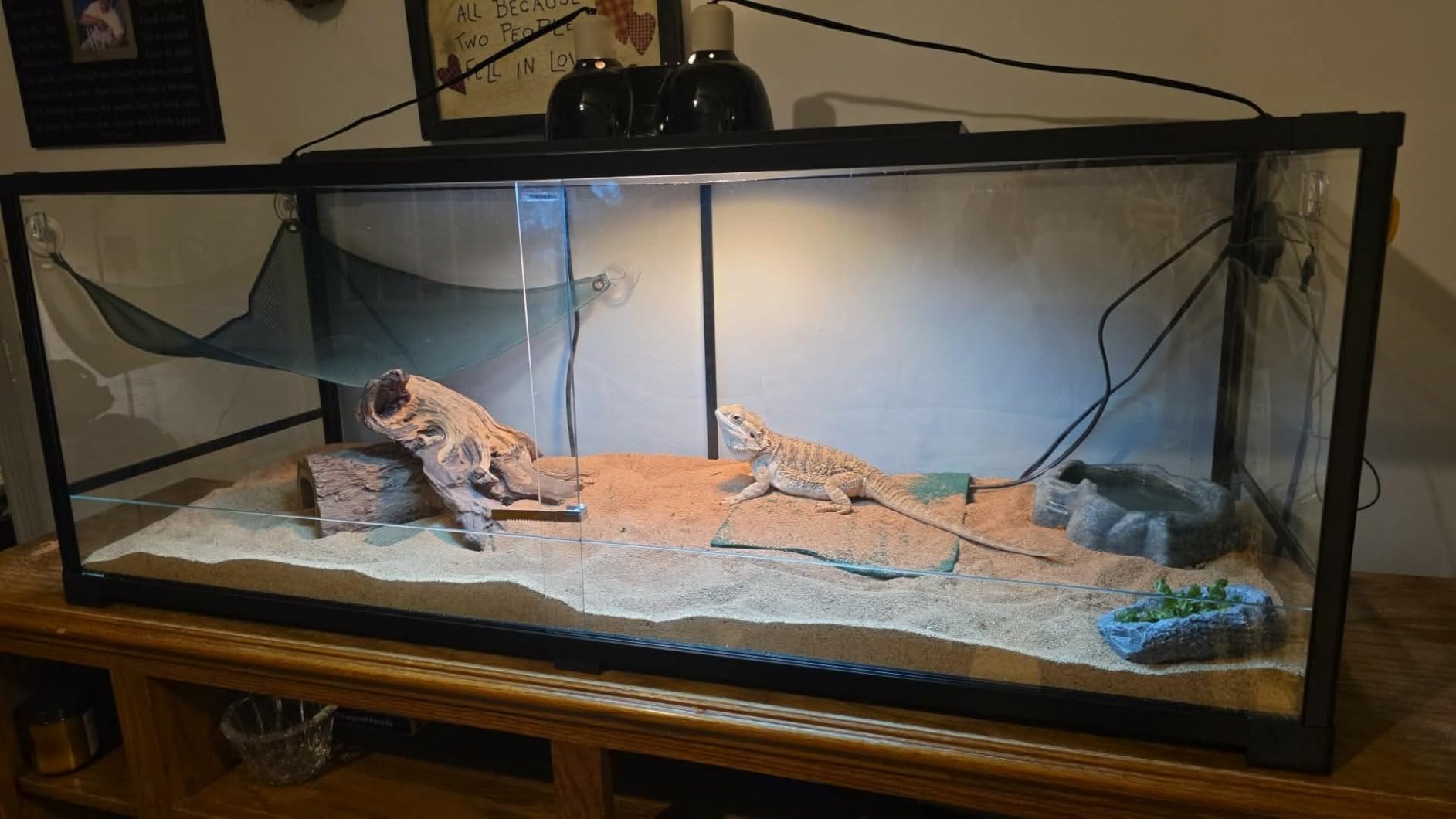 50 Gallon Reptile Tank, Glass Reptiles Terrarium 36