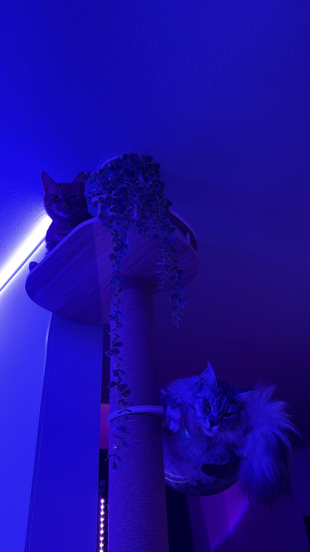 Floor to Ceiling Cat Tree Height (50-120.5in) Adjustable Cat Tower 5 Tier Hemp Scratching Post High Cat Tree Sturdy Activity Tree Indoor customer photo 1