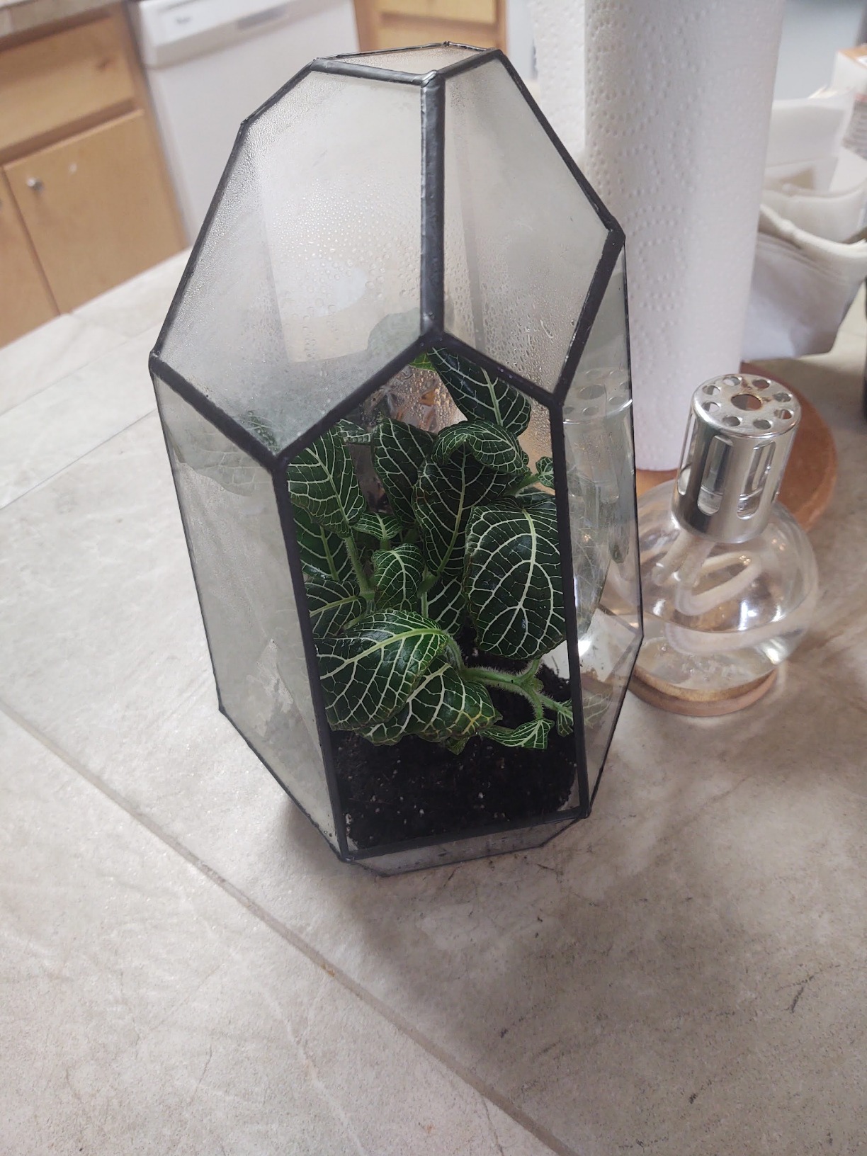 YIMORENCE V Large Tall Plant Terrarium Glass Greenhouse with Lid and Tray, Indoor Tabletop Orchid Succulent Cacti Kit 9.5'X9.8'X5.6' customer photo 1