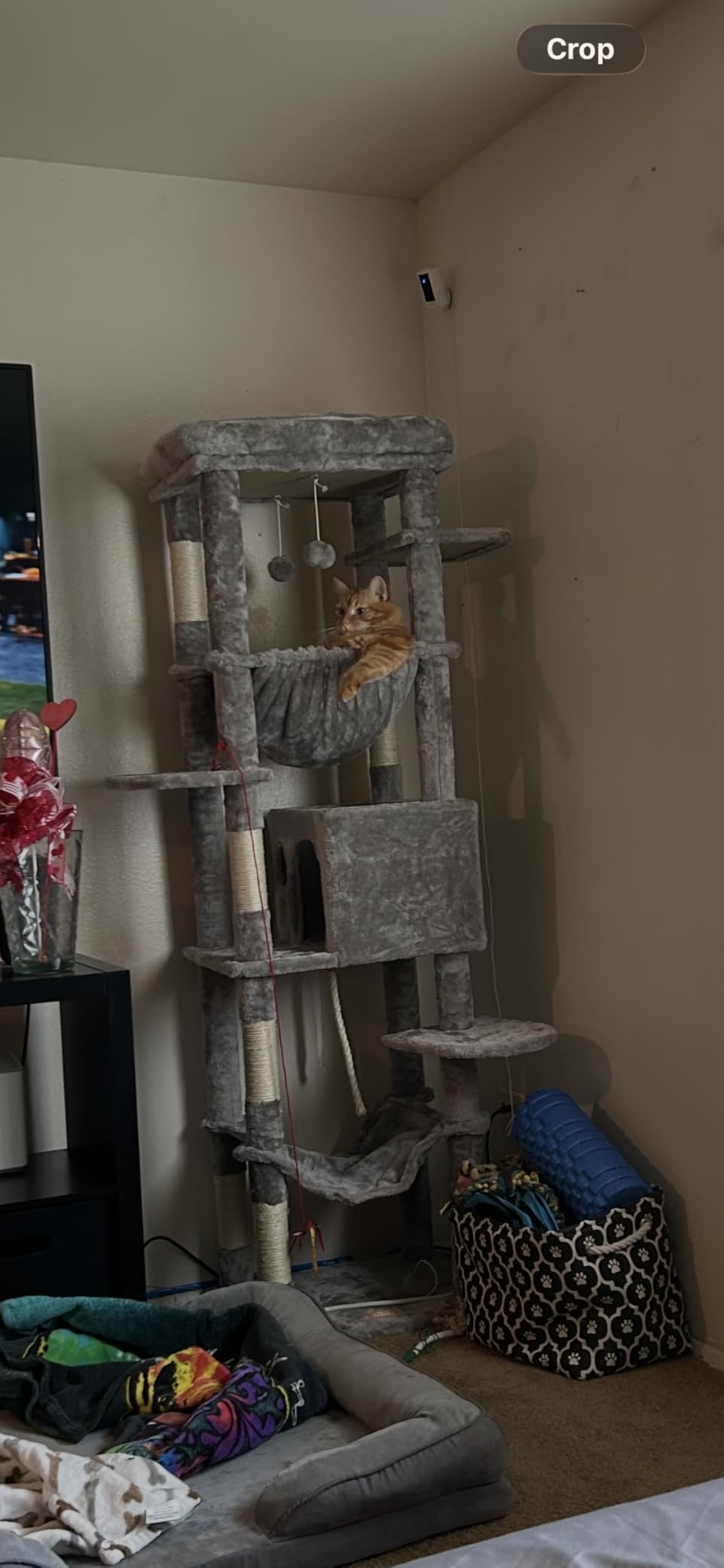 Heybly Cat Tree for Large Cats 20lbs Heavy Duty, 60 inches XXL Cat Tower for Indoor Cats, Multi-Level Furniture Condo with Big Padded Plush Perch, Cozy Basket, Smoky Gray HCT050G customer photo 2