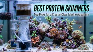 Best Protein Skimmers