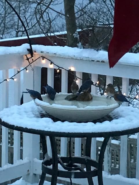Allied Precision Industries API 600 20-Inch Diameter Heated Bird Bath Bowl (no stand), Light stone color customer photo 1