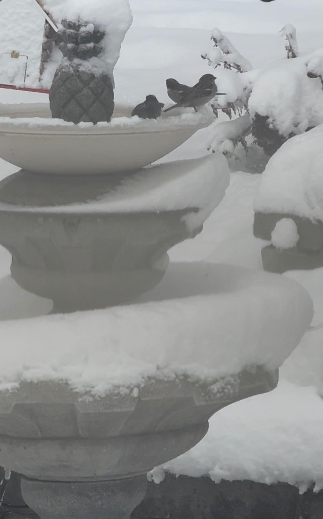 Allied Precision Industries API 600 20-Inch Diameter Heated Bird Bath Bowl (no stand), Light stone color customer photo 2