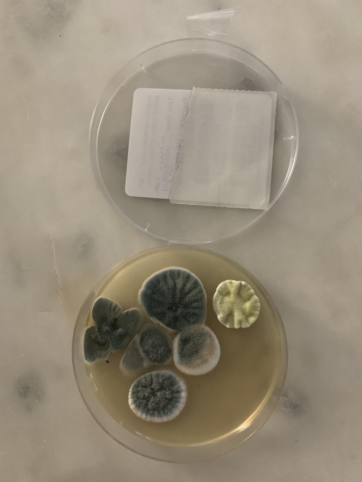 MOLD ARMOR Do It Yourself Mold Test Kit customer photo 1