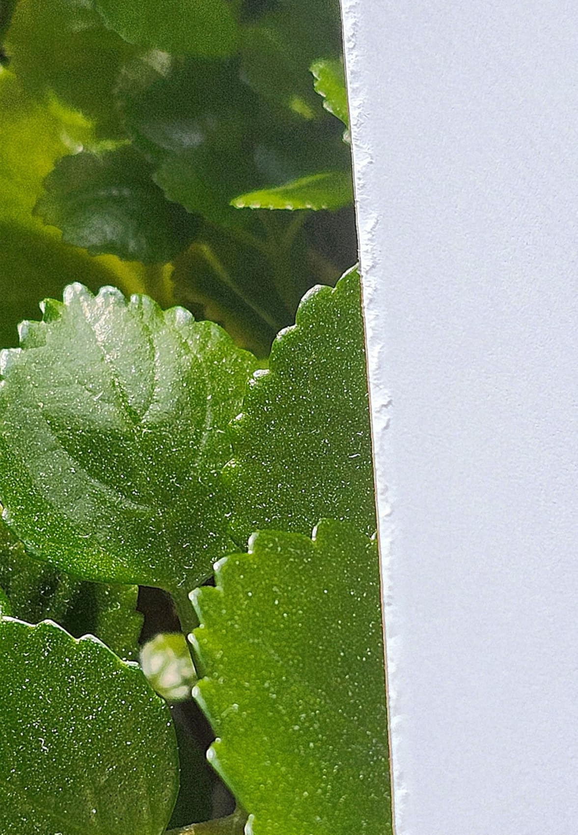 Fiskars 12