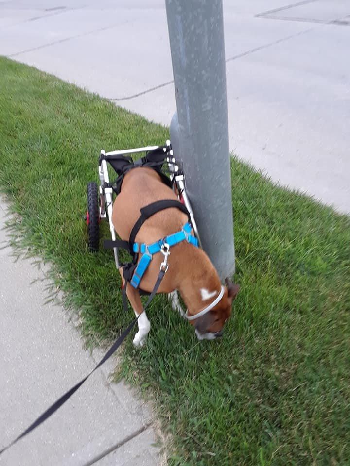 Large Back Leg Dog Wheelchair | 2.0 Design | 2026 Updated Model customer photo 2