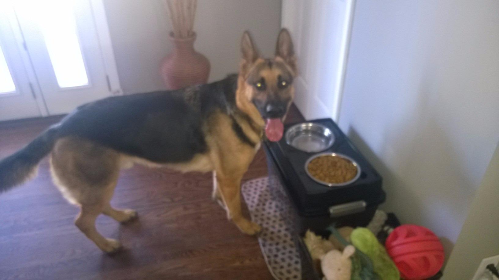 IRIS USA 2-in-1 Elevated Dog Bowls 6