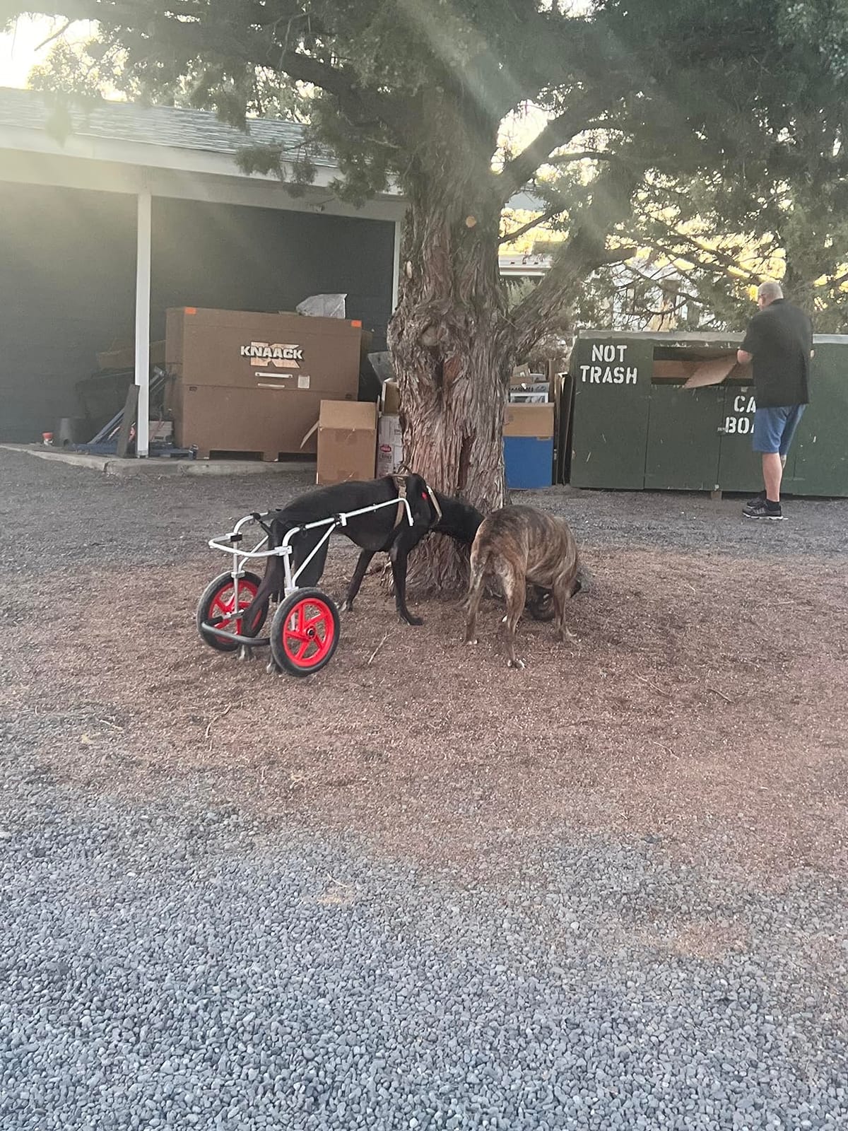 Best Friend Mobility Standard Rear Support Dog Wheelchair FML Elite, Large customer photo 2