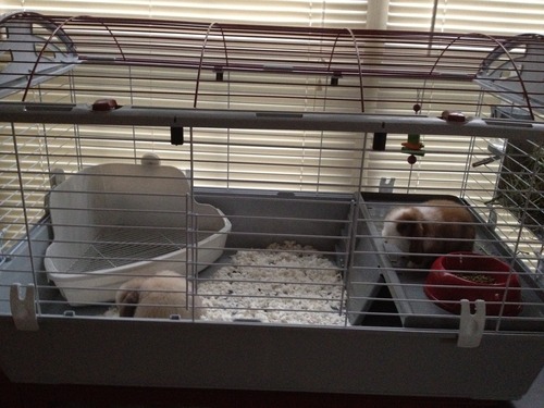 Living World - Deluxe Hybrid Habitat, X-Large | Rabbit, Guinea Pig, Chinchillas, and Small Animal Cage customer photo 2