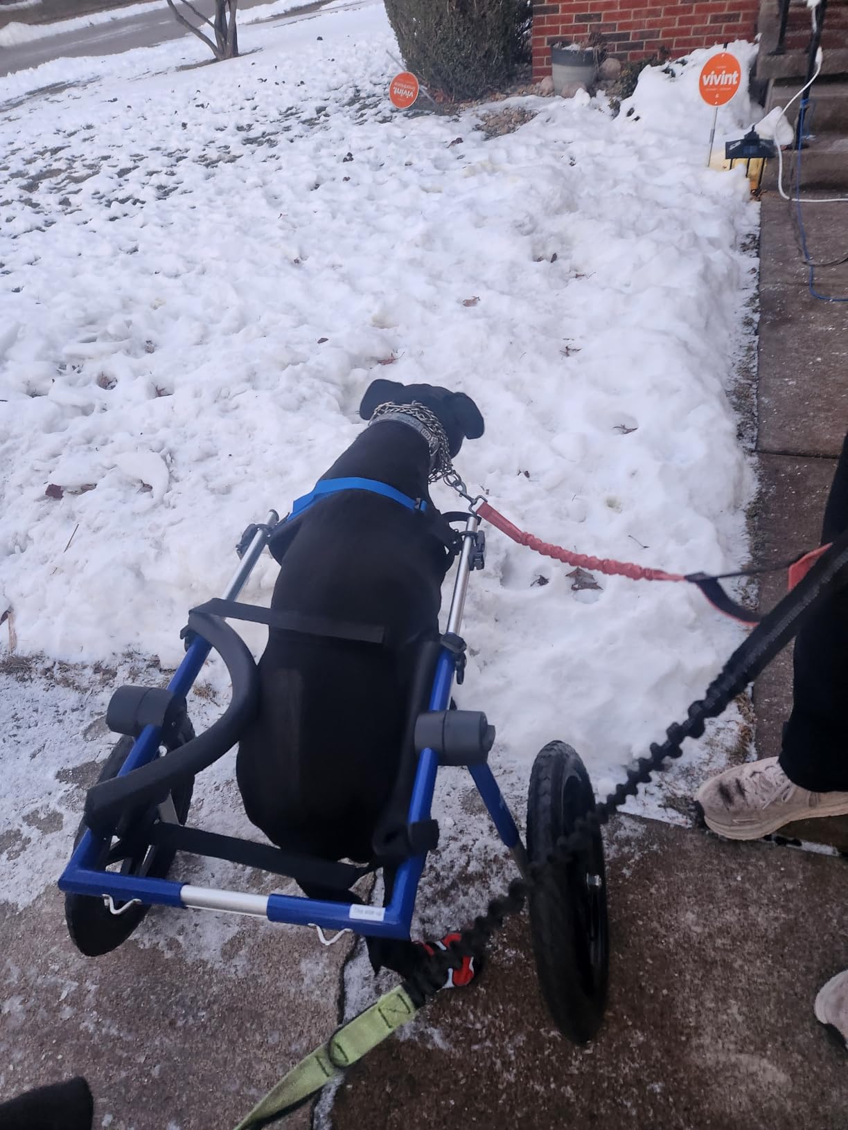 Dog Wheelchair - for Large Dogs 70-180 Pounds - Veterinarian Approved - Dog Wheelchair for Back Legs customer photo 1