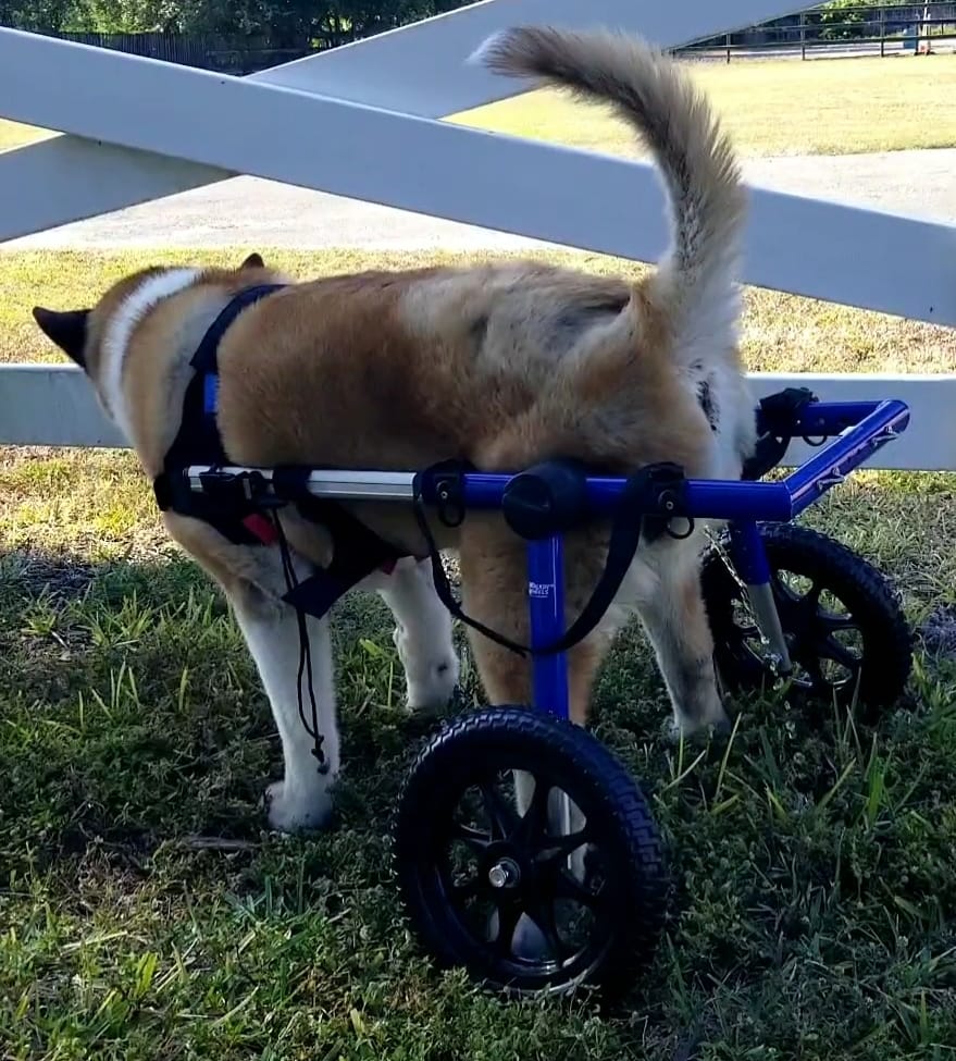 Dog Wheelchair - for Large Dogs 70-180 Pounds - Veterinarian Approved - Dog Wheelchair for Back Legs customer photo 2