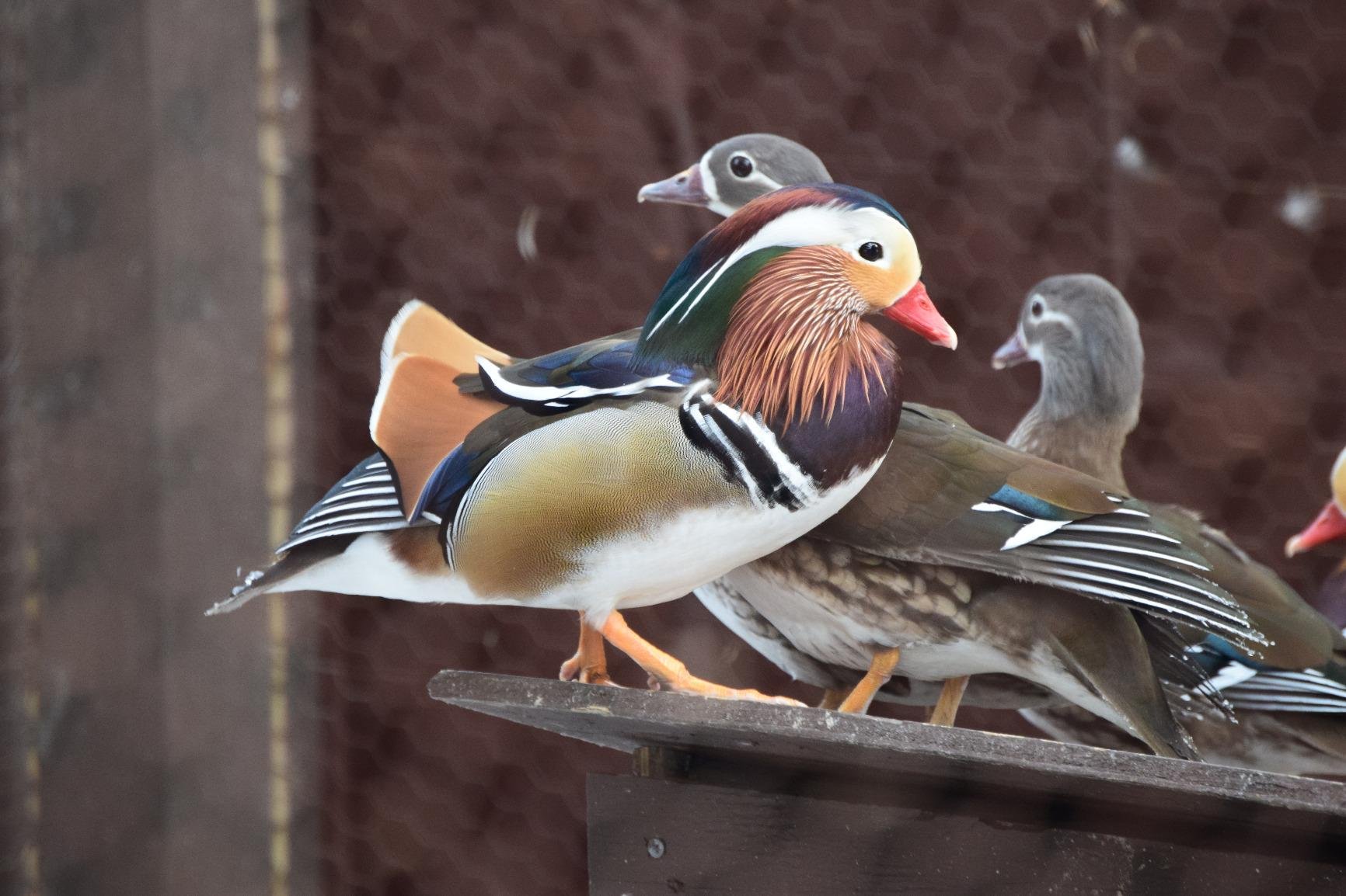 Nikon D3300 DSLR 24.2 MP HD 1080p Camera Body - Black customer photo 1