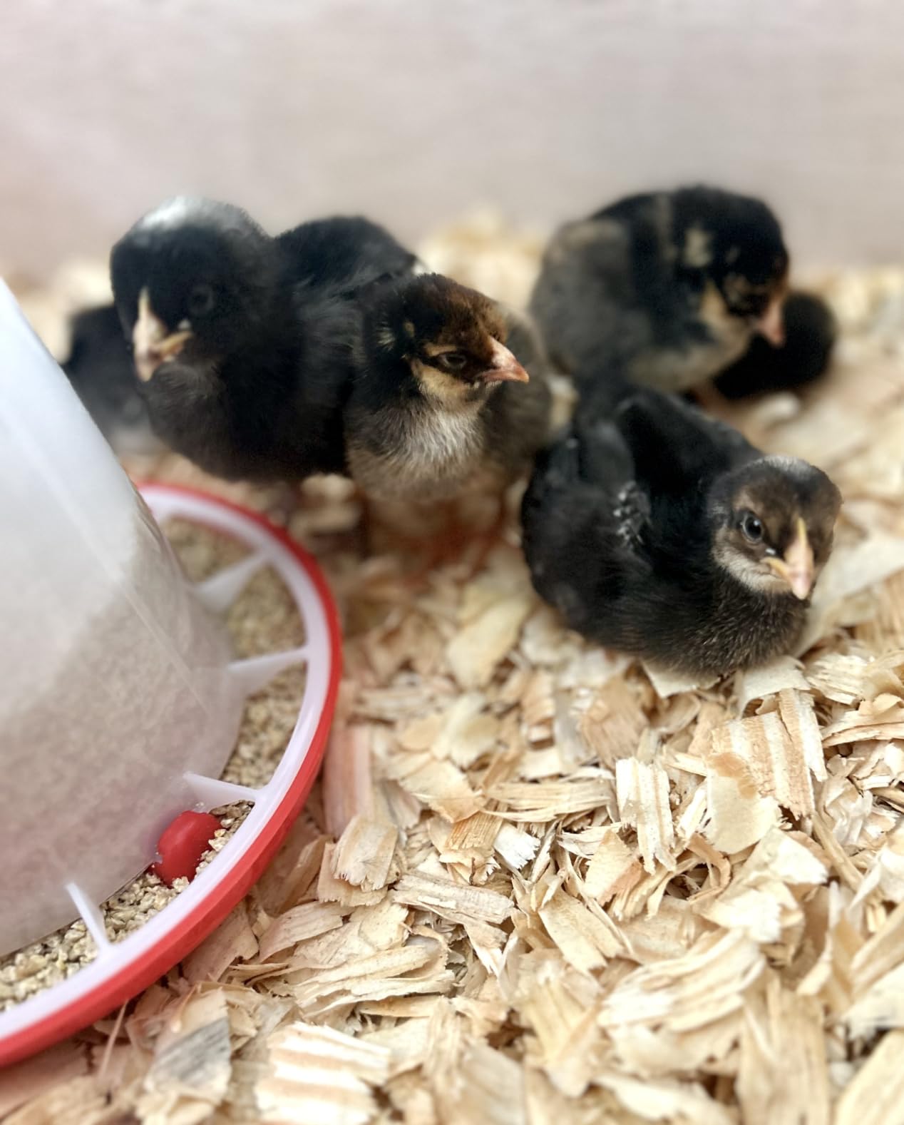 K&H Heating Pad, Thermo-Peep Chicken Heating Pad for Brooders Safety Listed | For Brooders and Chicken Coops, Warming Heat Plate for Chicks and Ducklings, Poultry Heat Lamp Alternative, 12x9in, 25W, Tan customer photo 1