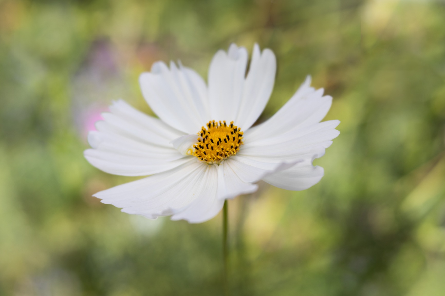 Lensbaby Velvet 56 - for Canon EF - Soft and Velvety Effect - Perfect for Macro and Portraits - Glow Effect customer photo 1