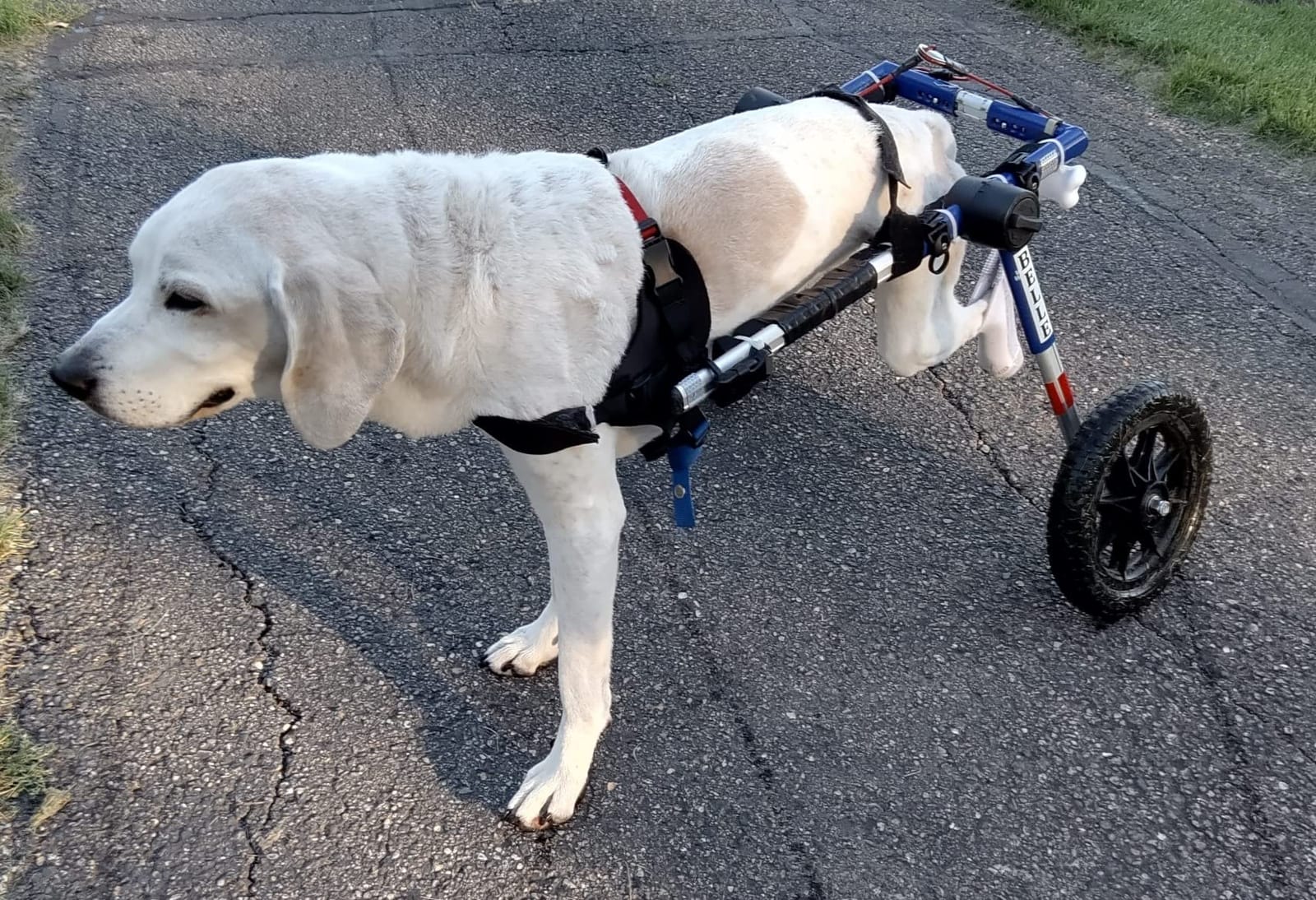 Walkin' Wheels Dog Wheelchair for Med/Large Dogs 50-69 lbs - Veterinarian Approved - Dog Wheelchair for Back Legs customer photo 1