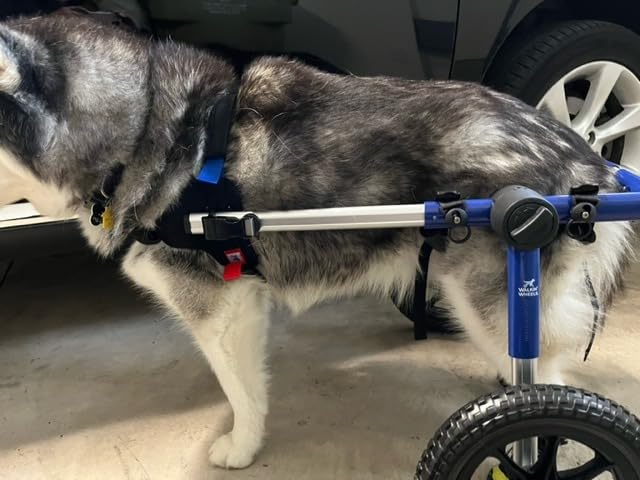 Walkin' Wheels Dog Wheelchair for Med/Large Dogs 50-69 lbs - Veterinarian Approved - Dog Wheelchair for Back Legs customer photo 2