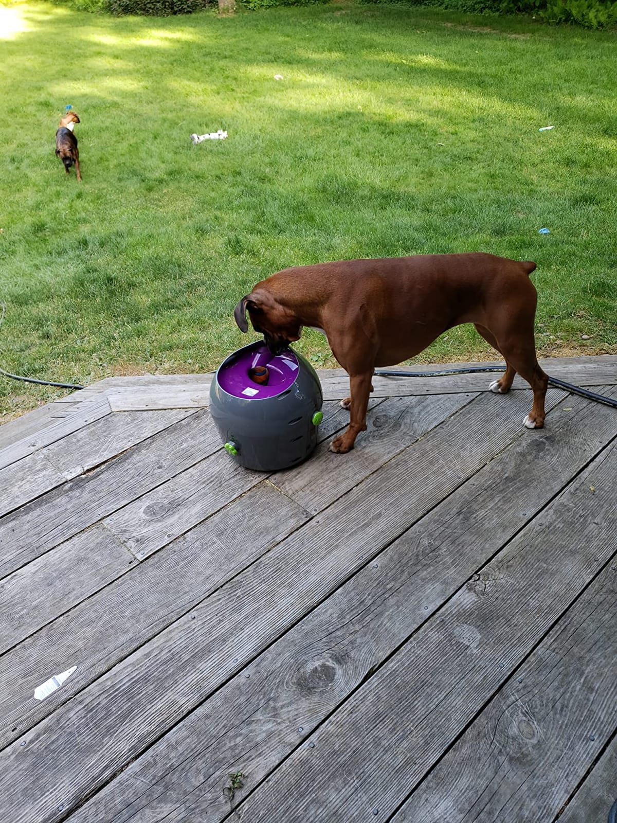 PetSafe Automatic Dog Ball Launcher | Launches 8-30 Ft with 9 Distance and 6 Angle Settings, Motion Sensors Protect up to 7 Ft, Auto Sleep After 15 Minutes of Play customer photo 1