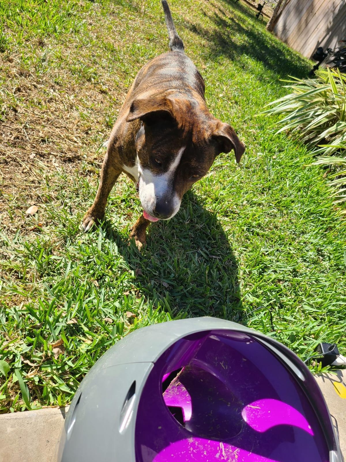 PetSafe Automatic Dog Ball Launcher | Launches 8-30 Ft with 9 Distance and 6 Angle Settings, Motion Sensors Protect up to 7 Ft, Auto Sleep After 15 Minutes of Play customer photo 2