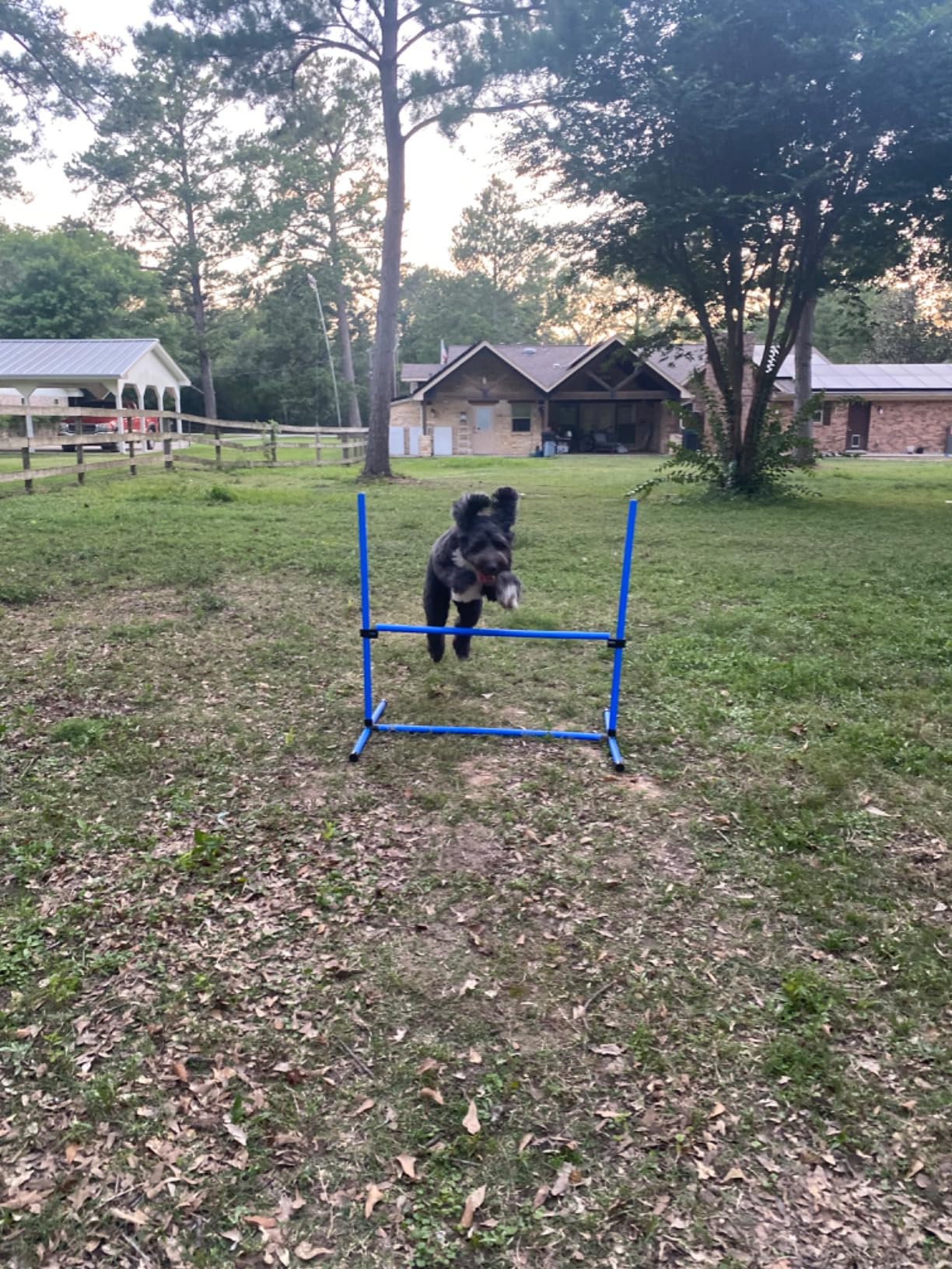 PawHut 4 Piece Dog Agility Training Equipment for Dog Agility Course, Adjustable Height Jump Bars, Included Carry Bag, Displacing Top Bar customer photo 1